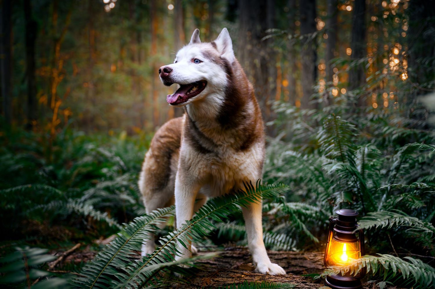 Husky exploring woodland path with glowing lantern among ferns in evening light.