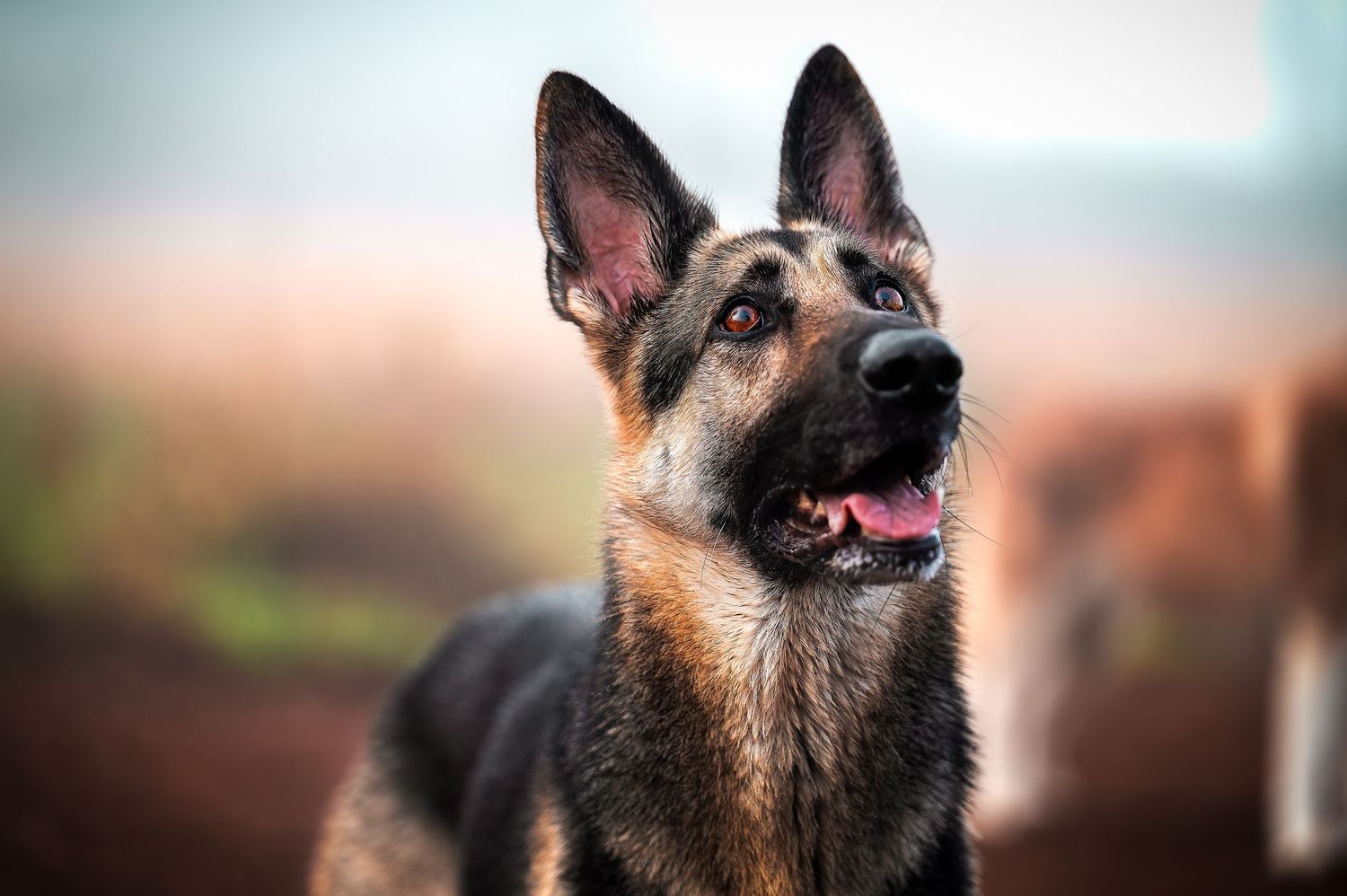 Alert German Shepherd dog with perked ears and focused expression looking upward against blurred background taken in the Seattle area.