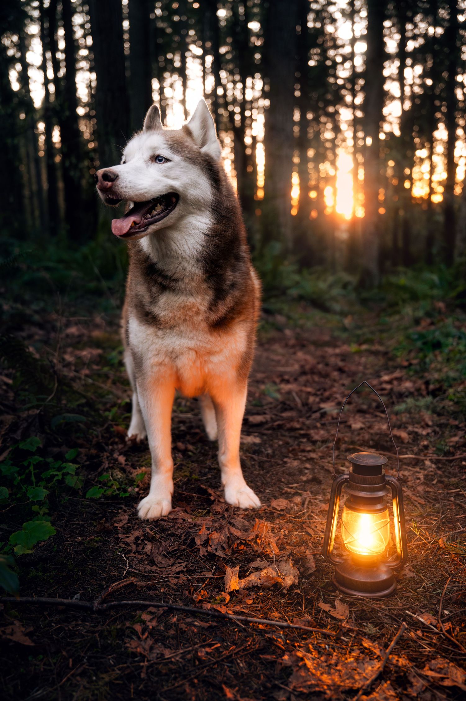 Husky dog in forest at sunset with glowing lantern creating warm atmospheric lighting.