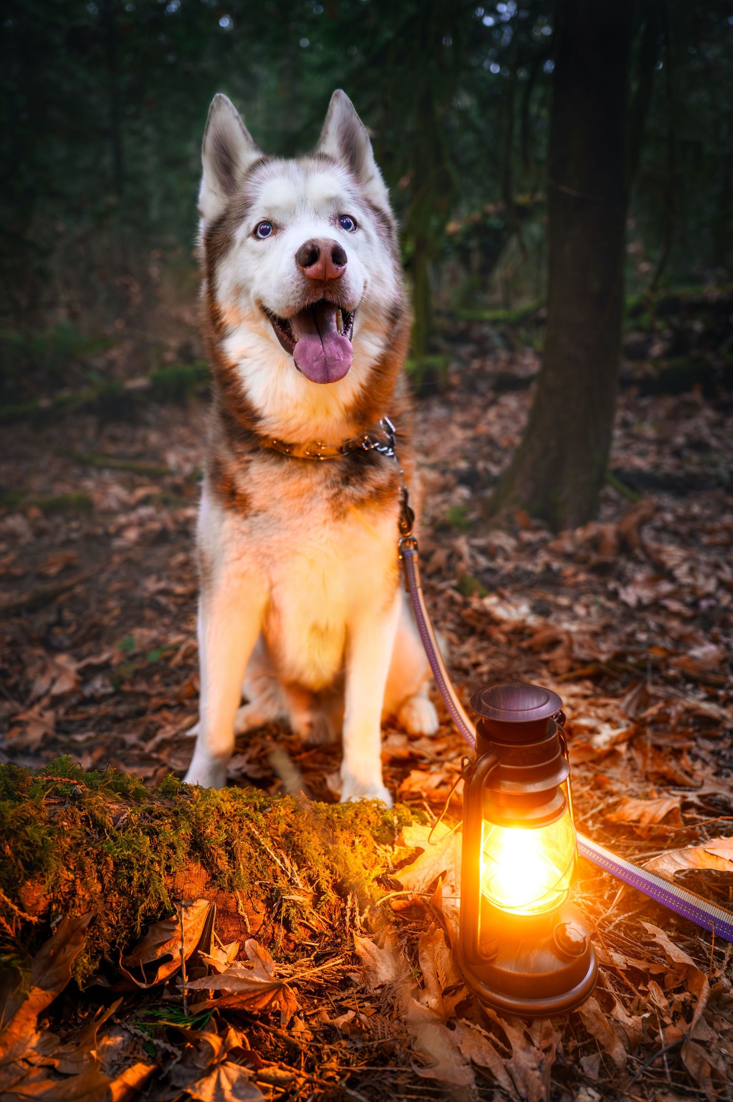 Husky dog sitting among fallen leaves with glowing vintage lantern in moody forest setting.