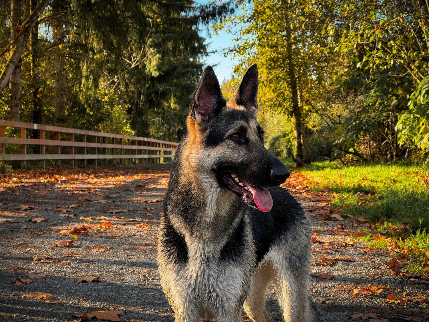 German Shepherd dog standing on an autumn path with fallen leaves and a wooden fence in the background.