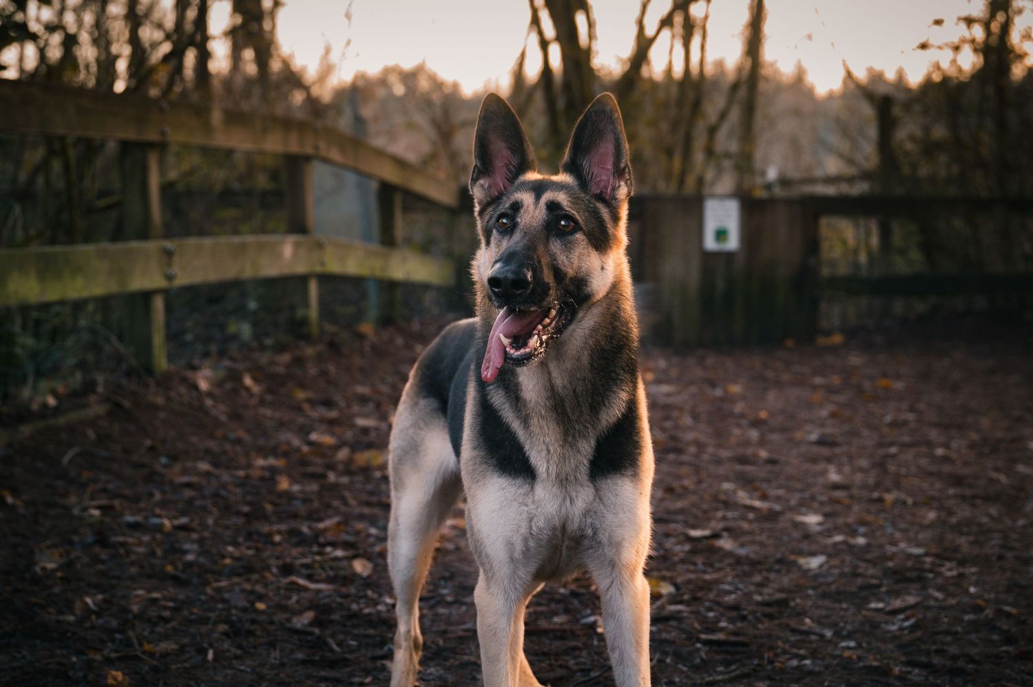 German Shepherd dog standing alert in a park with fallen autumn leaves.