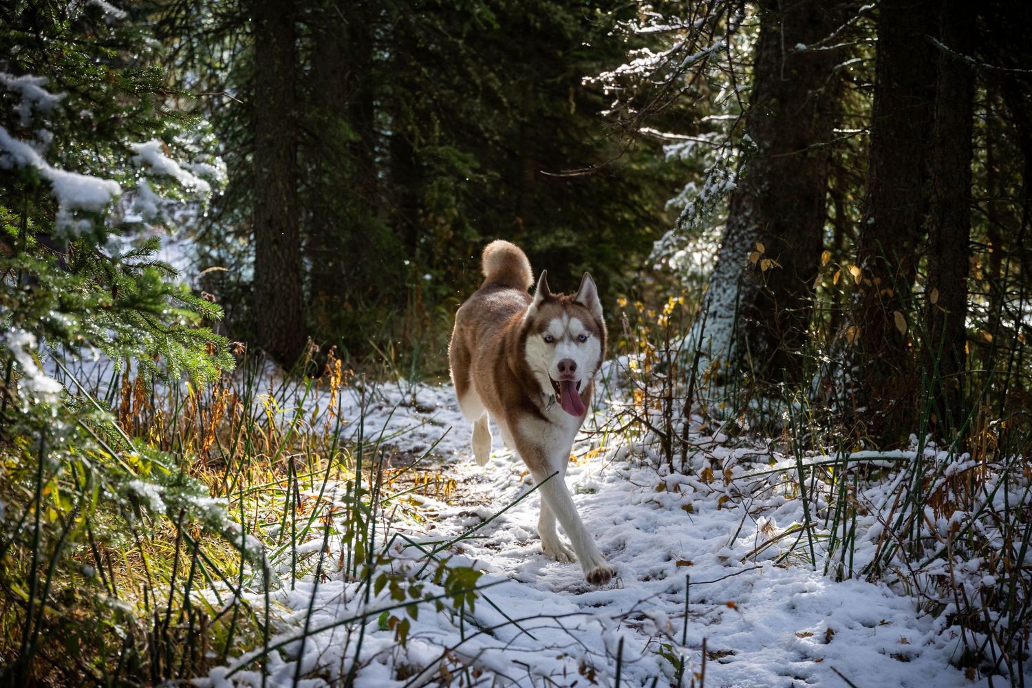 Husky dog walking through snowy forest trail during winter.