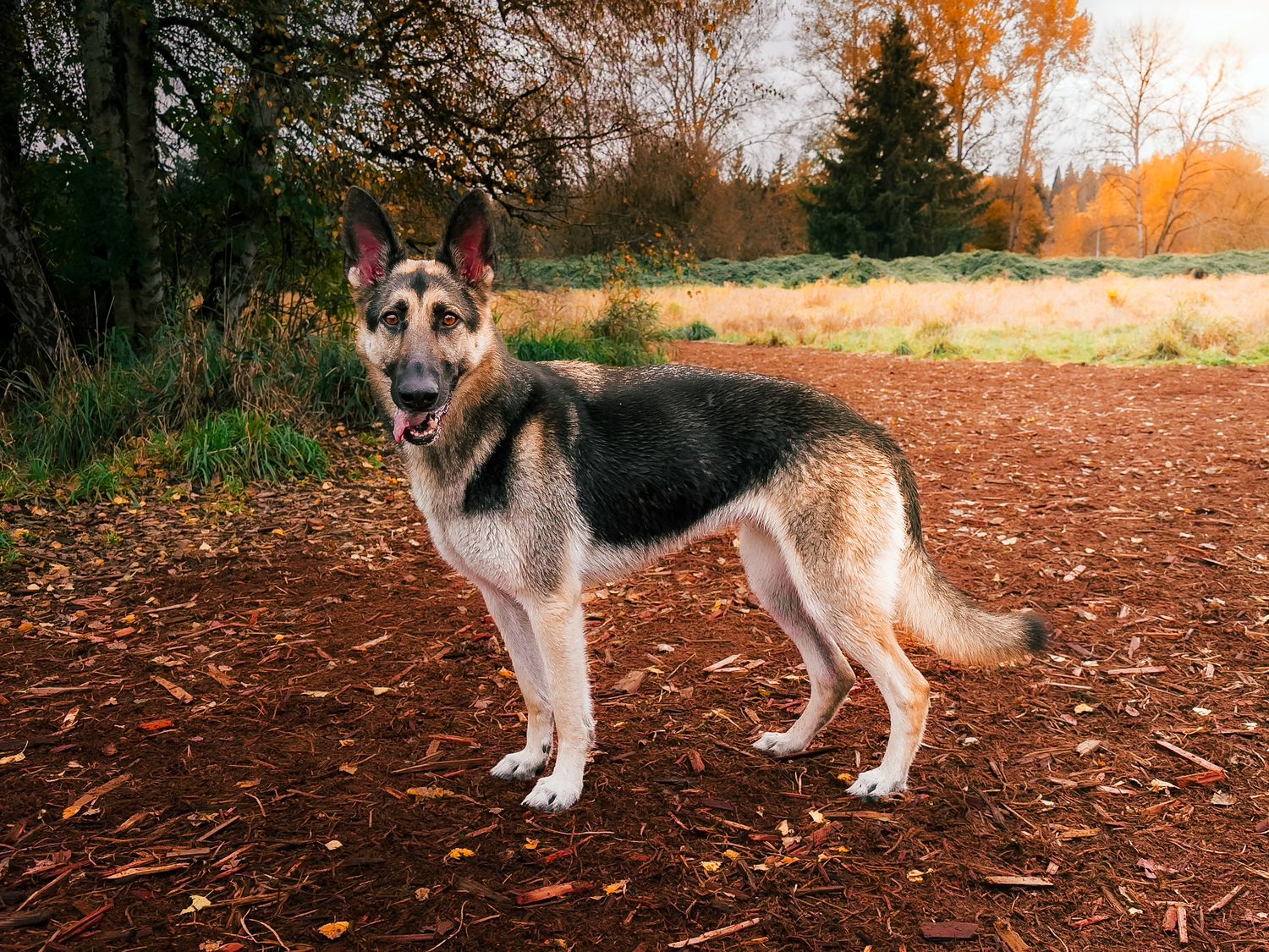 German Shepherd mix dog standing alert on a dirt trail during autumn.