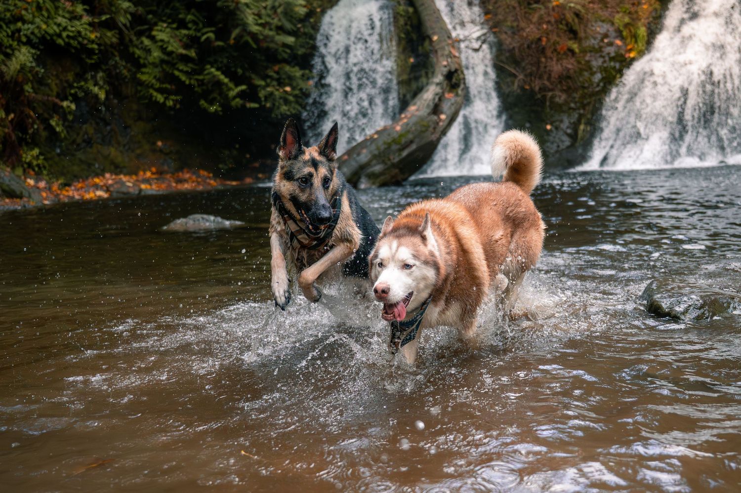 Husky dog playing and splashing in a waterfall stream on a sunny day.