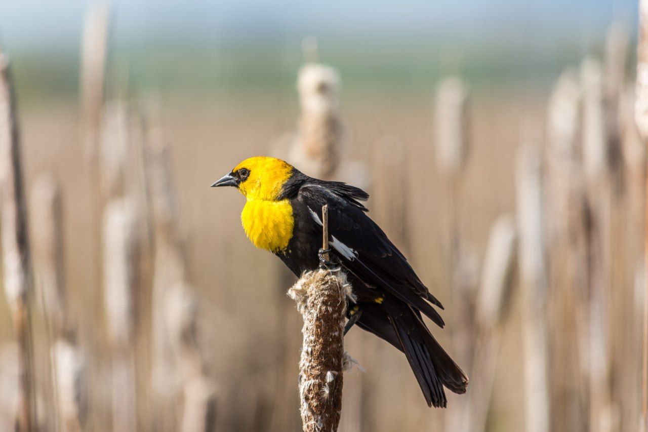 Yellow-headed blackbirds perched on dried cattails in a marsh.
