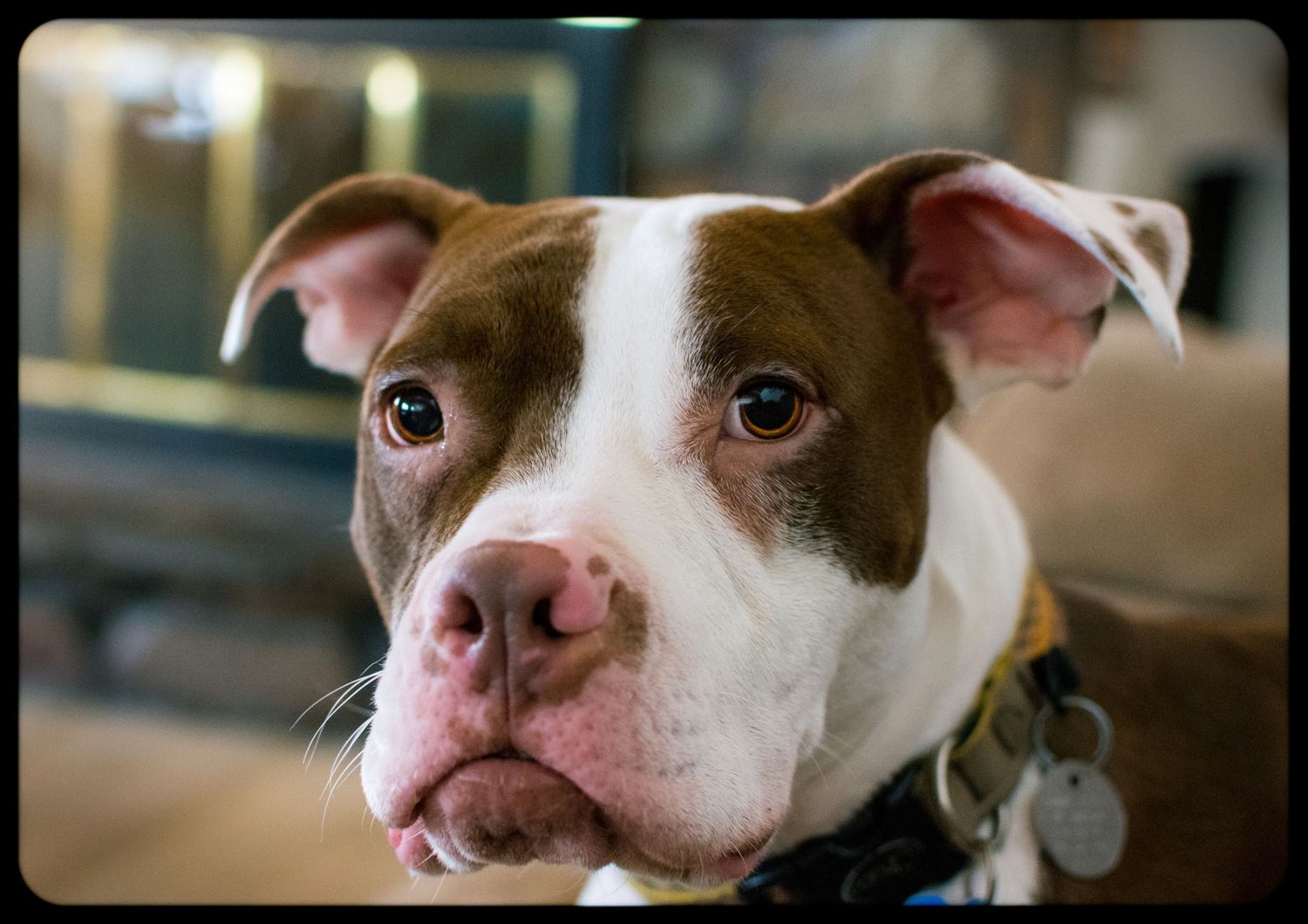 Close up portrait of a brown and white pit bull type dog with soulful eyes.