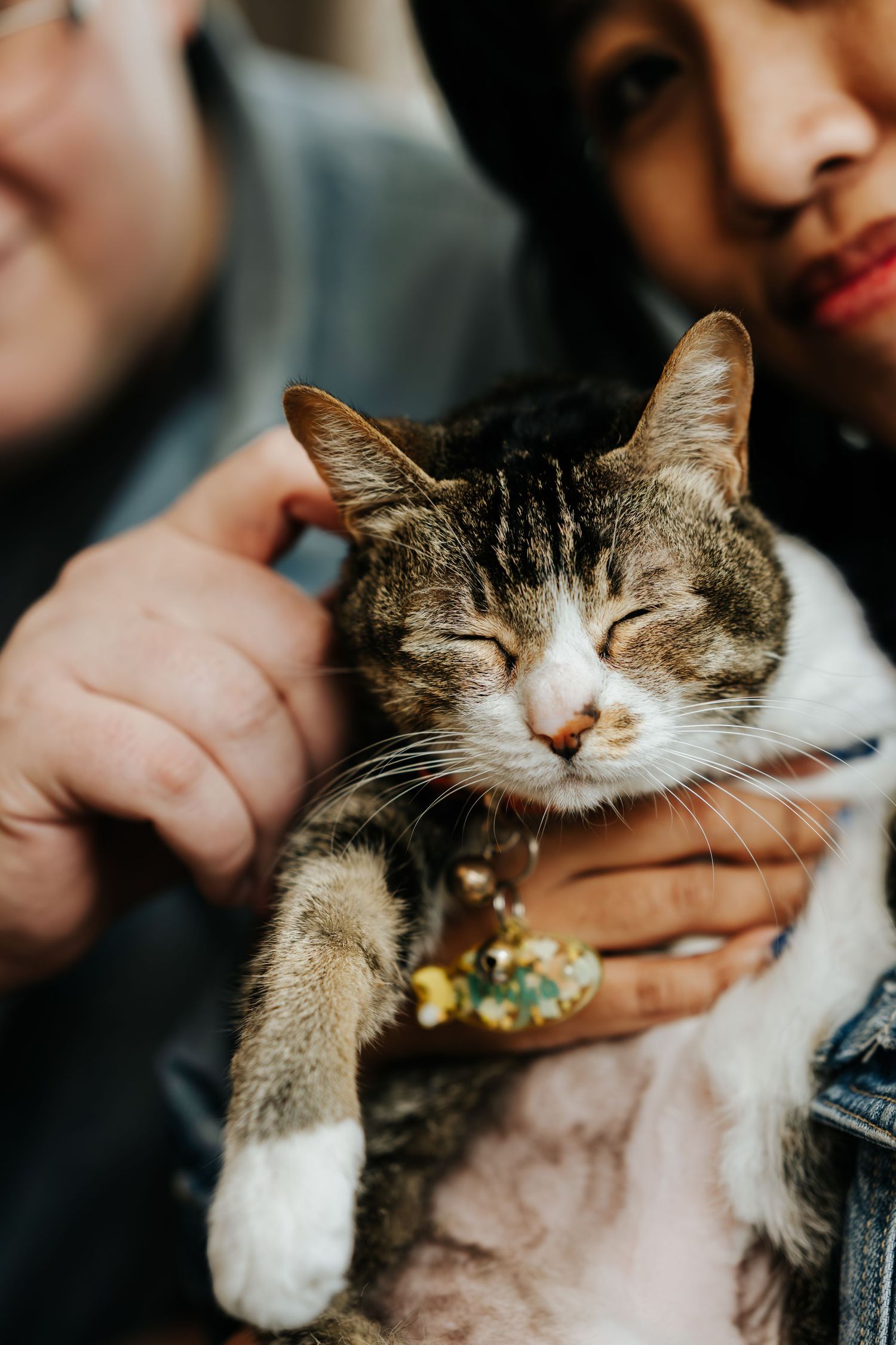Close-up series of a contented tabby cat being petted and showing affection.