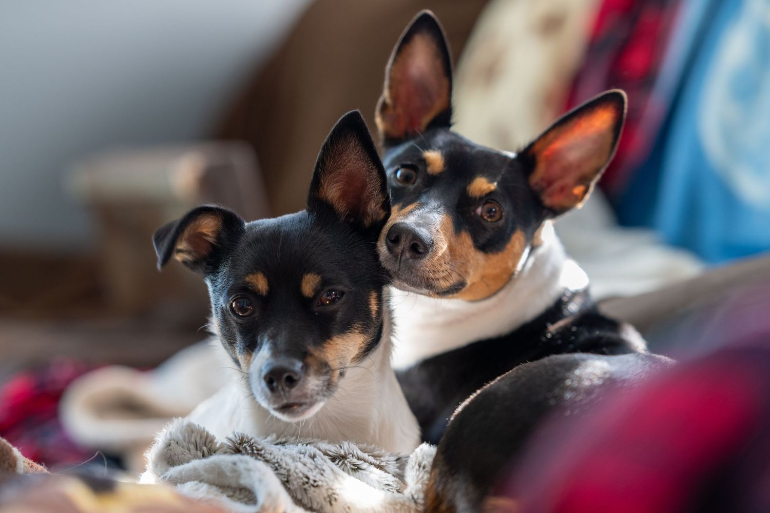 Close-up series of an alert Chihuahua dog with distinctive black and tan coloring.