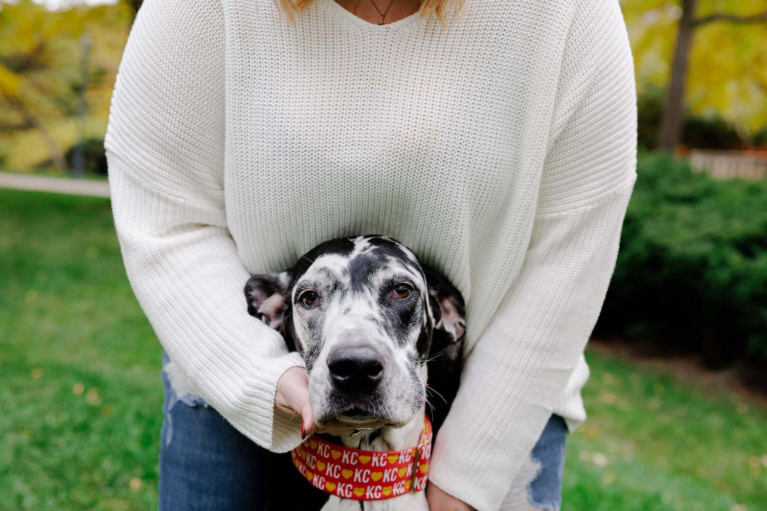 Great Dane dog with spotted coat being hugged by someone in white sweater.