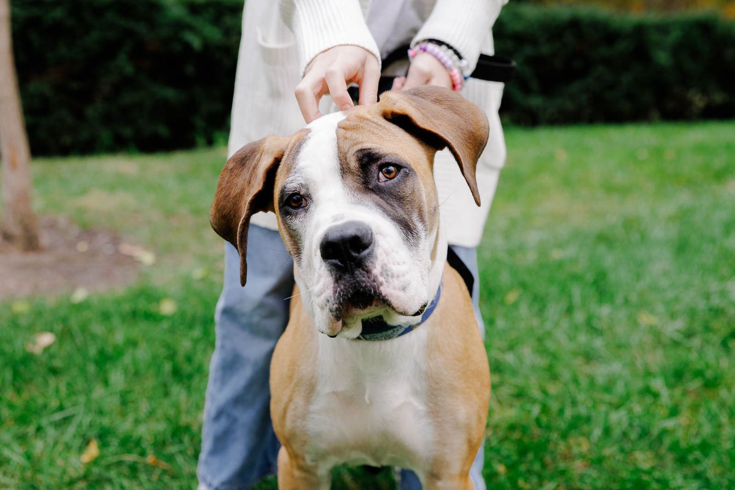 Close-up of a brown and white boxer dog with expressive face being petted.