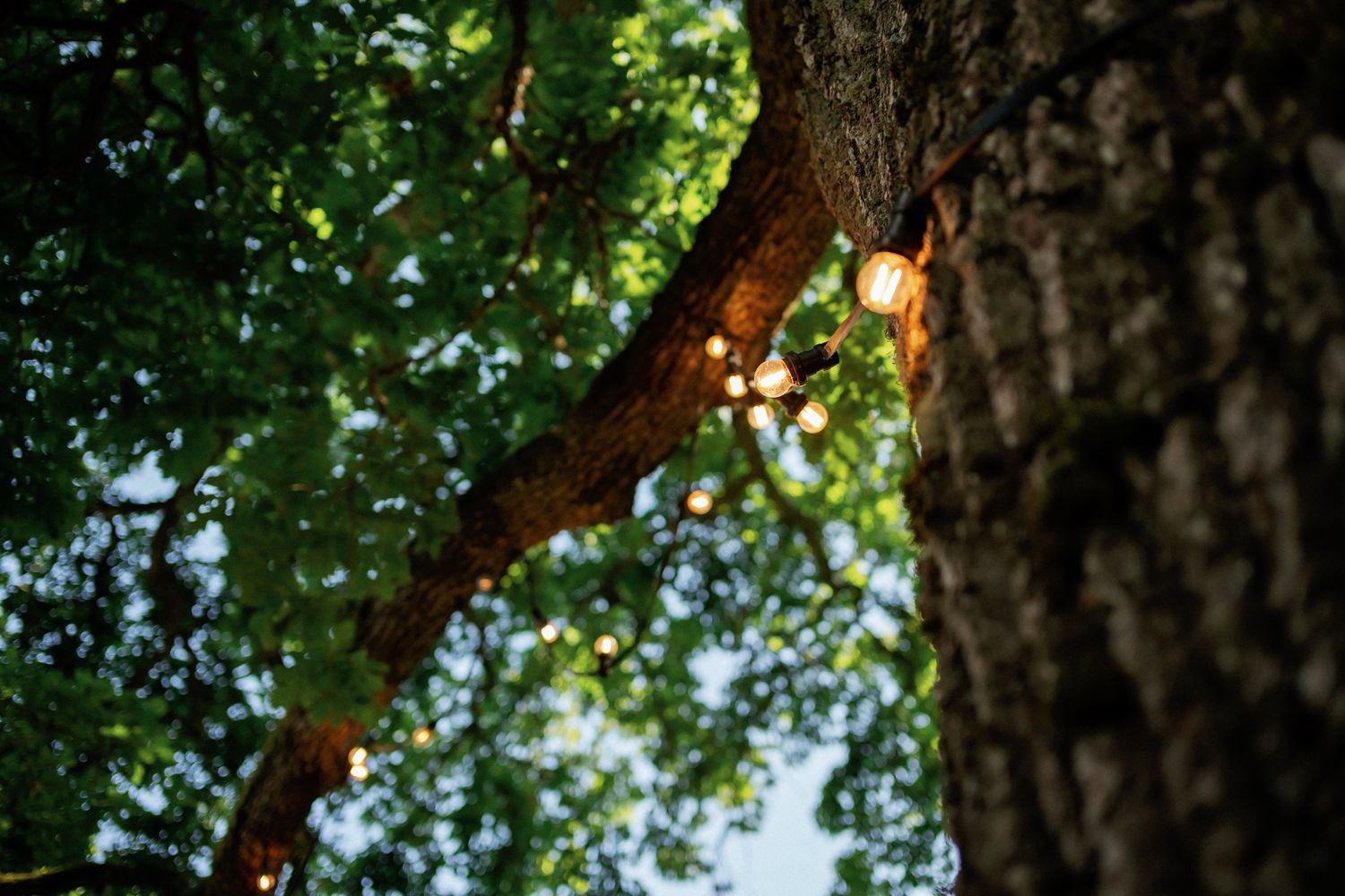 String lights glowing warmly among lush green tree branches and textured bark in an outdoor setting.