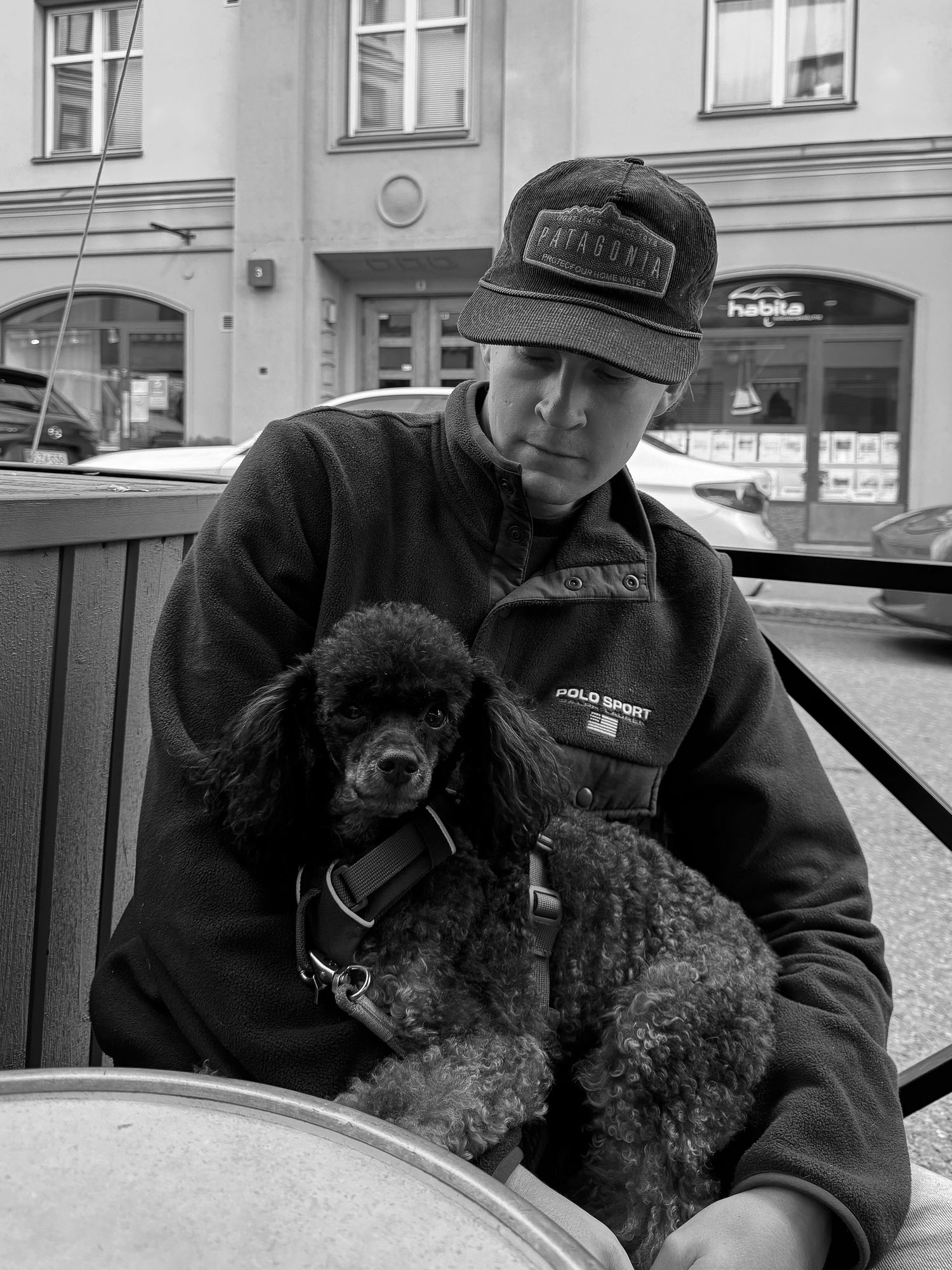Black poodle dog being held and petted while wearing a dark collar.