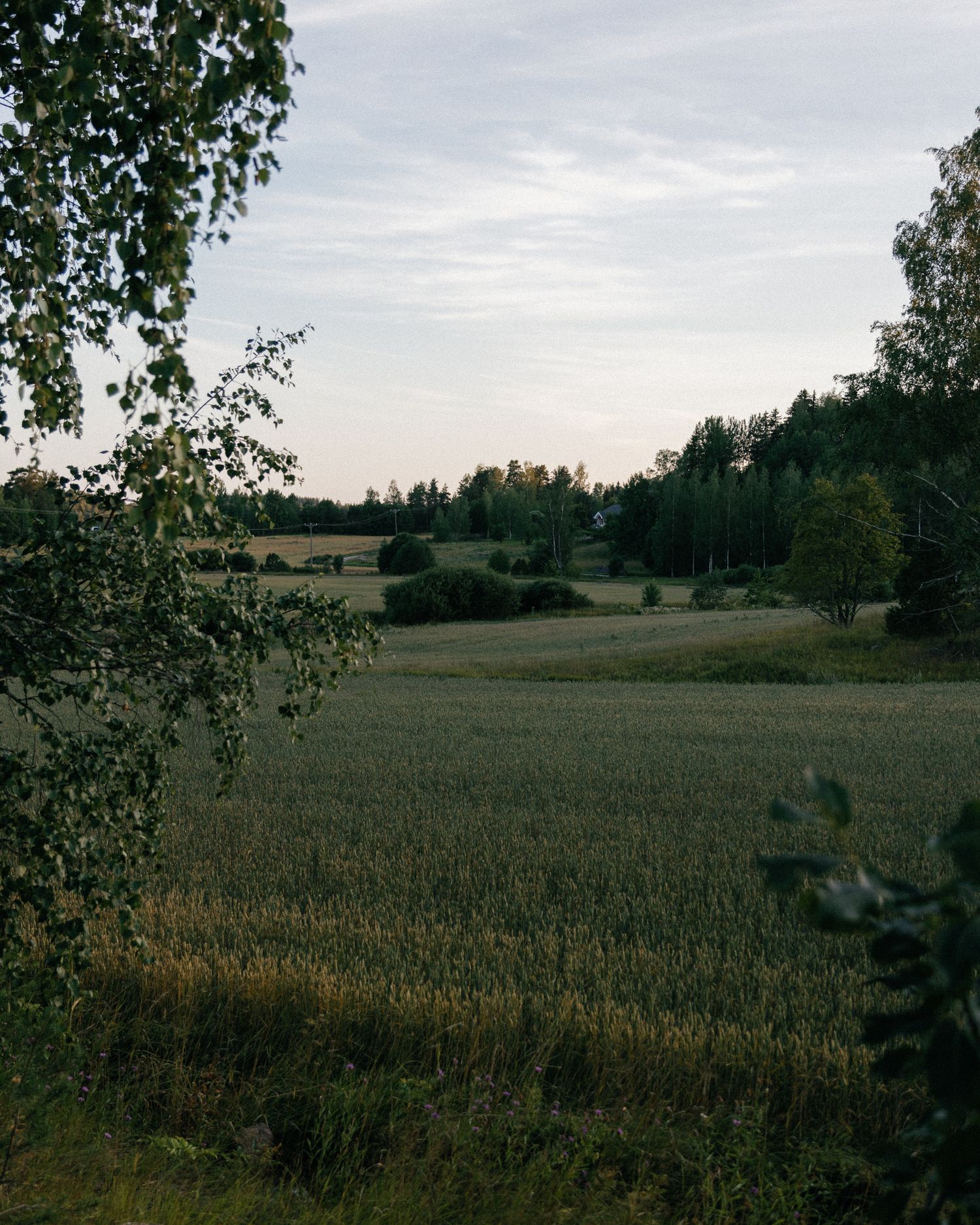 Scenic rural landscape with birch trees and fields under an evening sky.