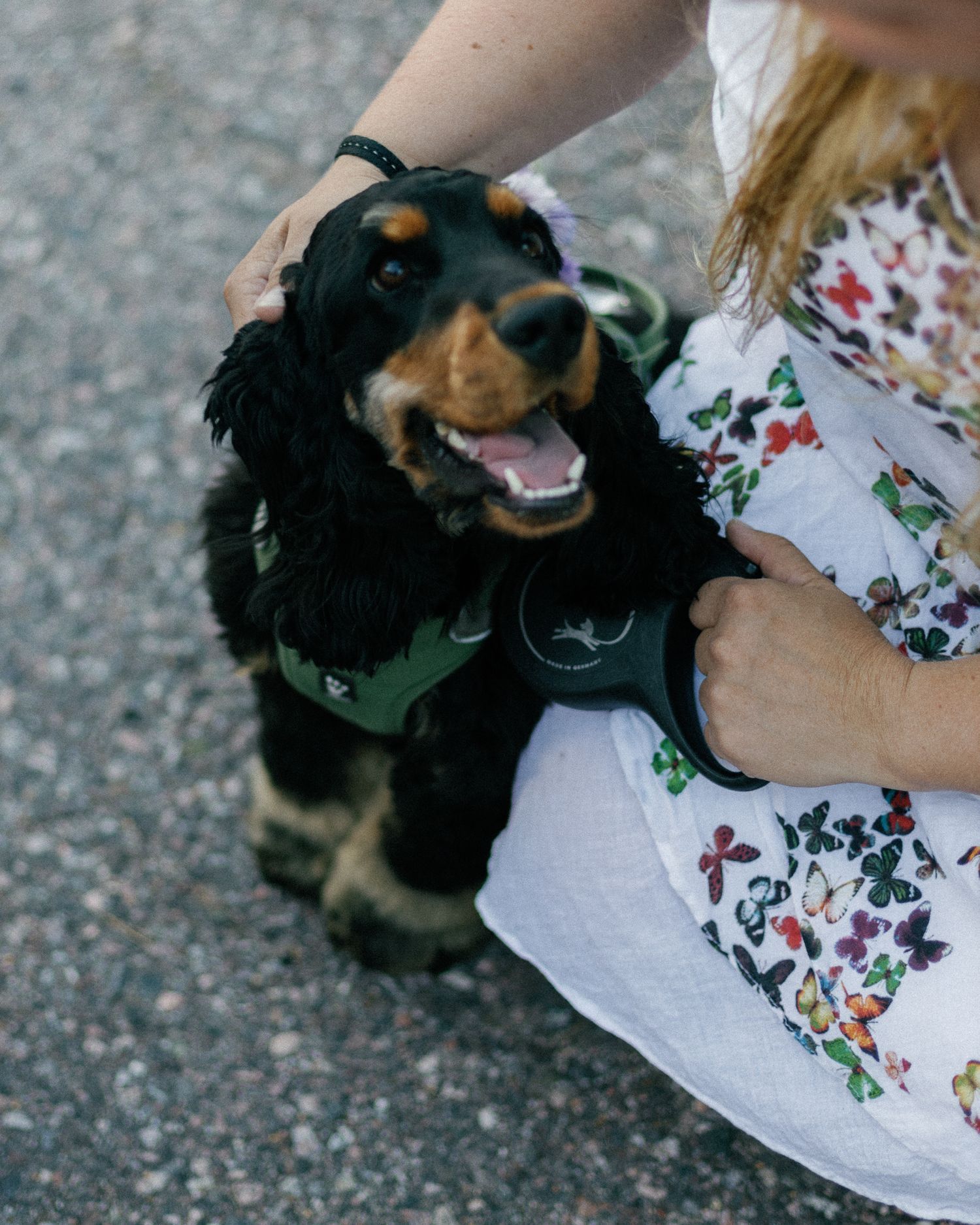Black dog wearing formal attire gets pets while lying on pavement.
