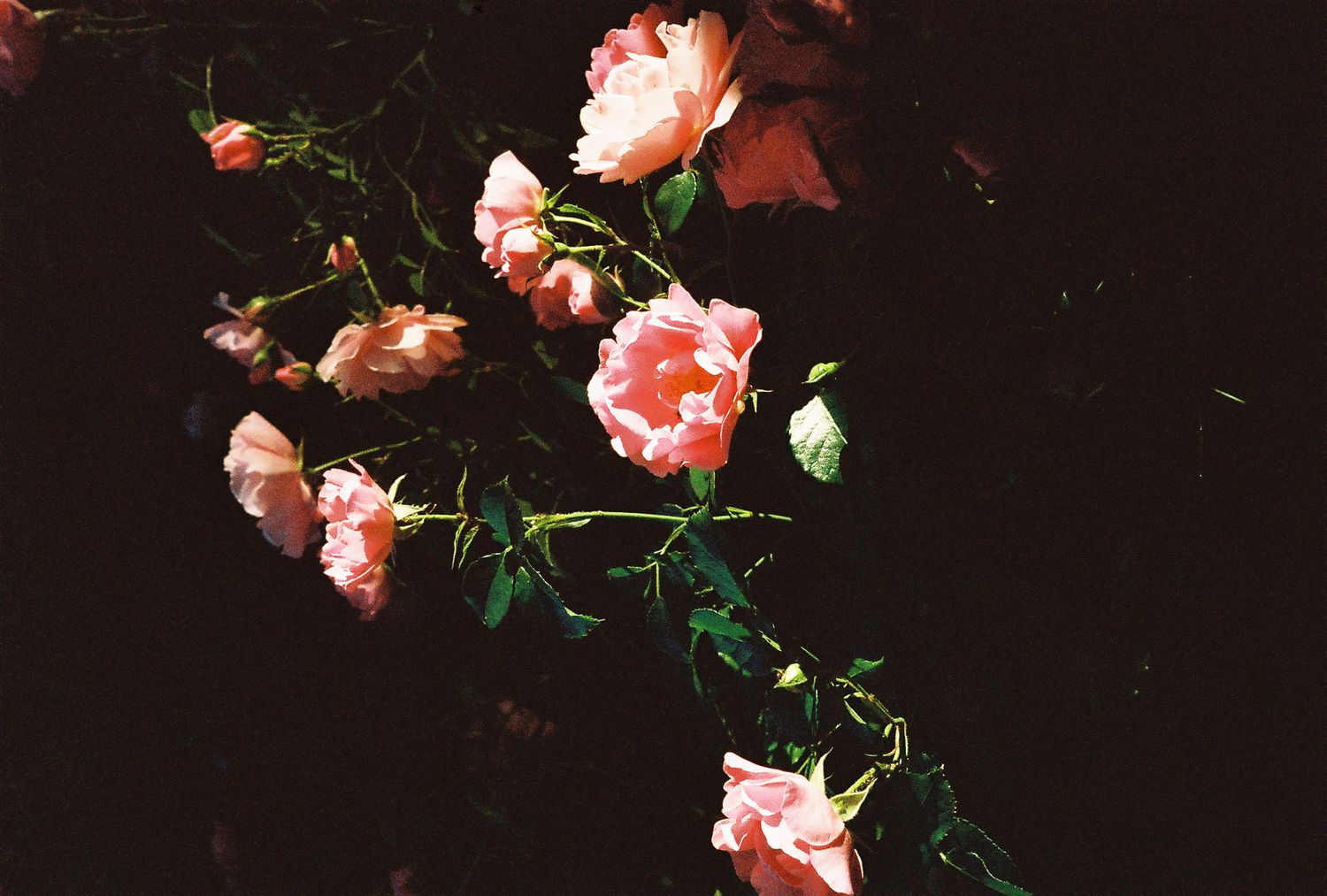 Pink roses blooming on green stems against a dark background, captured in a vintage film photography style.
