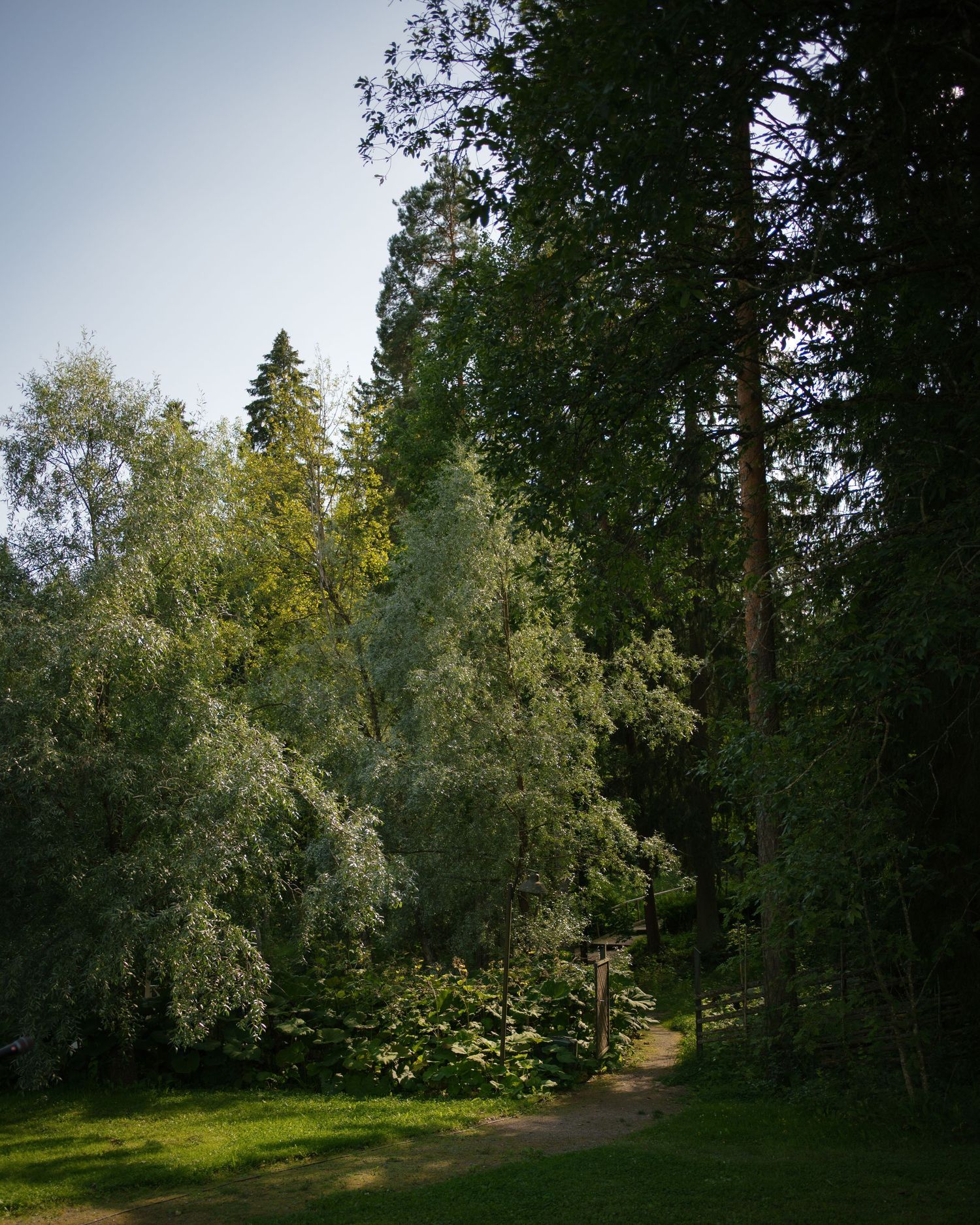 Serene forest path winding through birch and pine trees in natural sunlight.