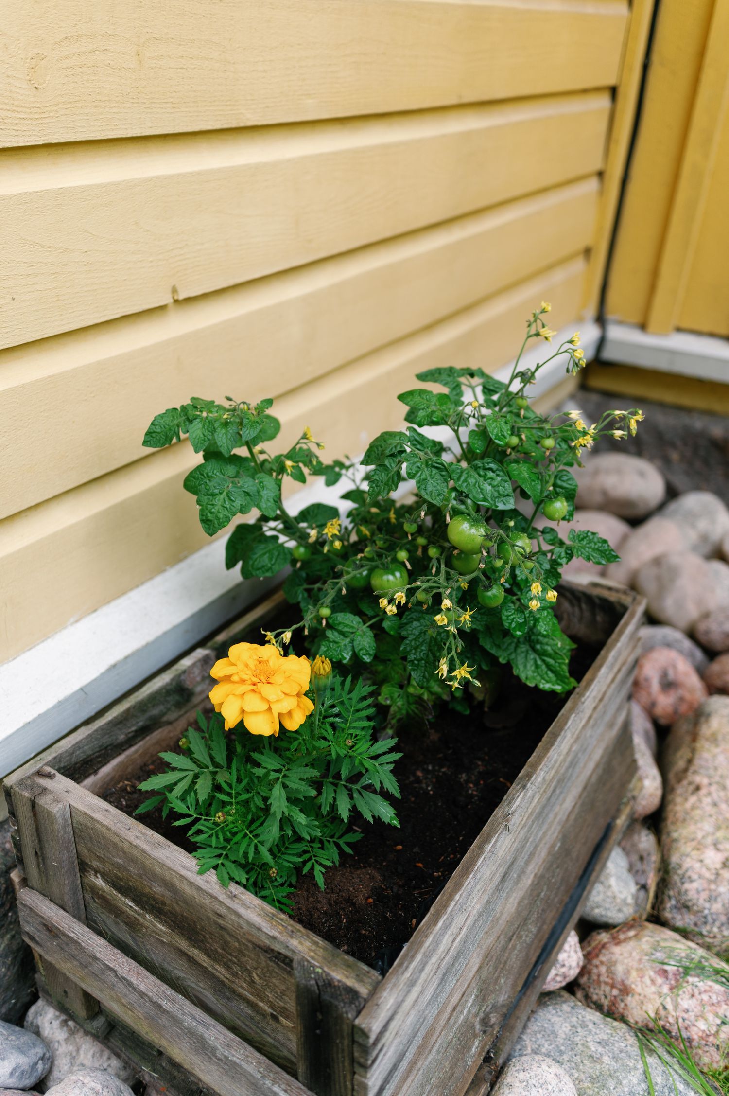 Yellow marigold flower growing in a rustic wooden planter box with stones beside it.