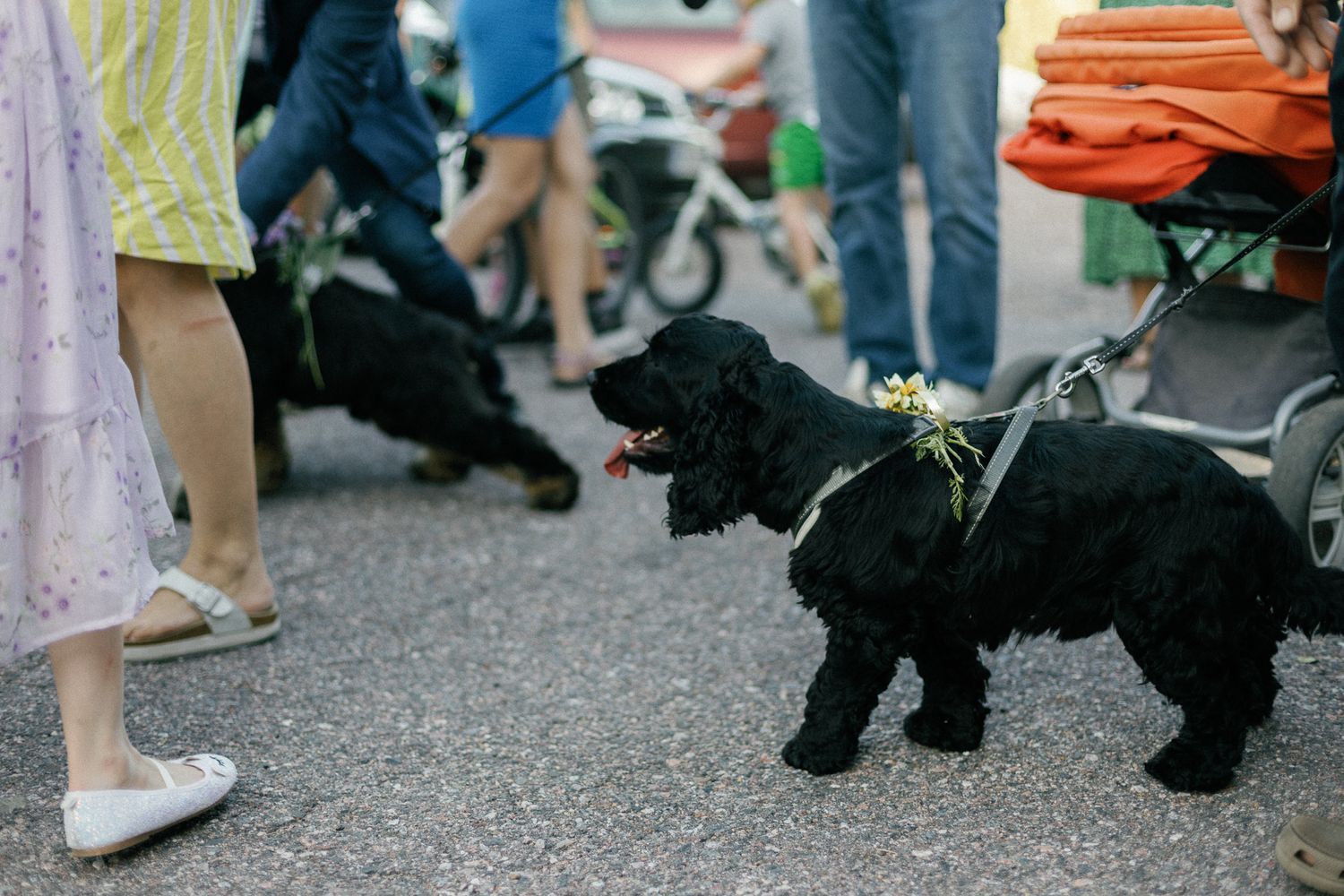 Black dogs wearing formal attire walk together on pavement at a wedding event.