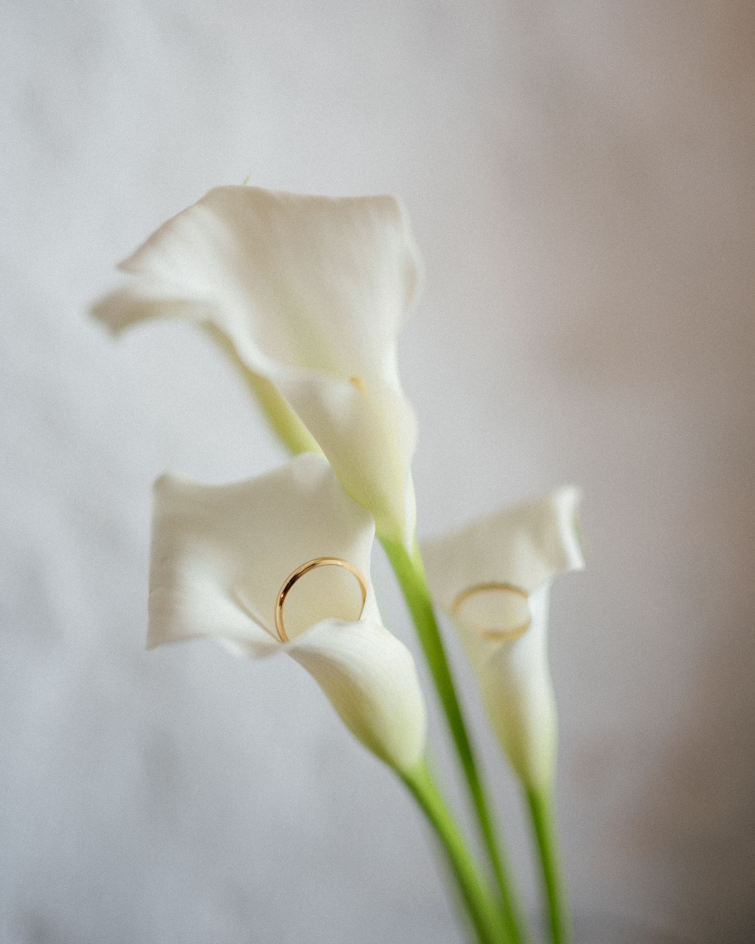 Two elegant white calla lilies with gold wedding rings nestled inside, against a soft gray background.