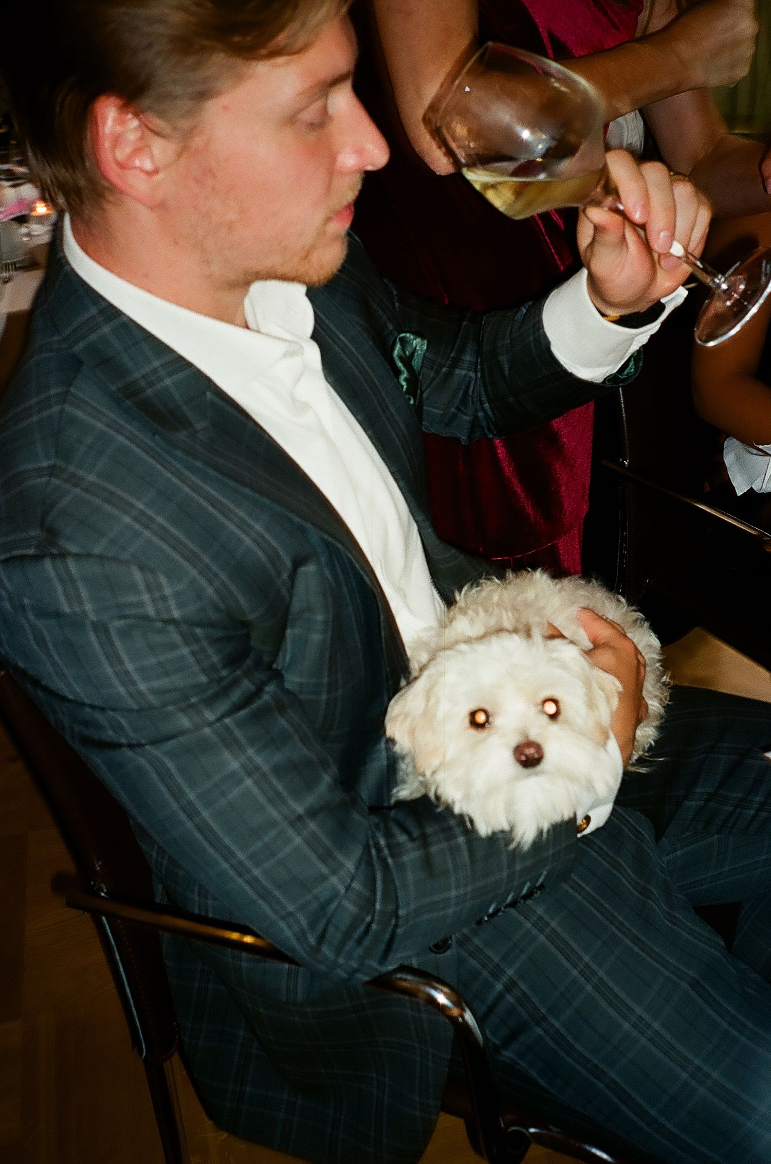 Small white dog sitting on someone's lap during formal event.