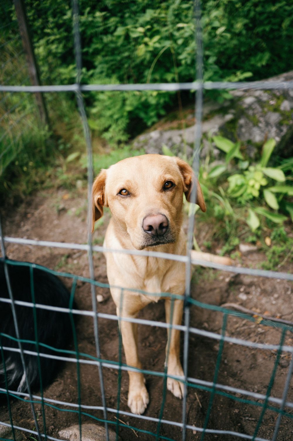 Tan dog peering through metal fence in garden setting.
