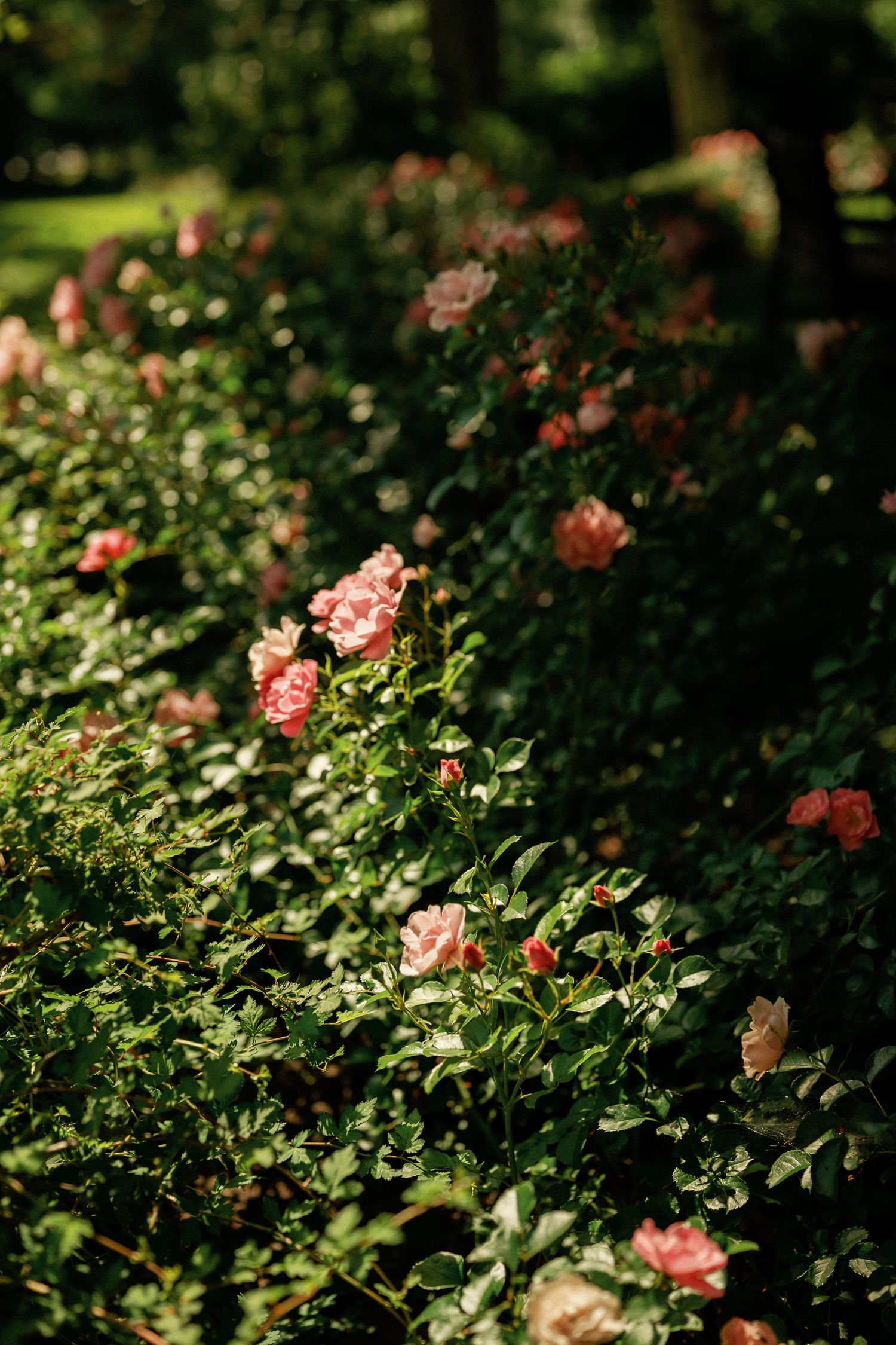 A lush garden hedge blooming with delicate pink roses surrounded by rich green foliage in soft sunlight.