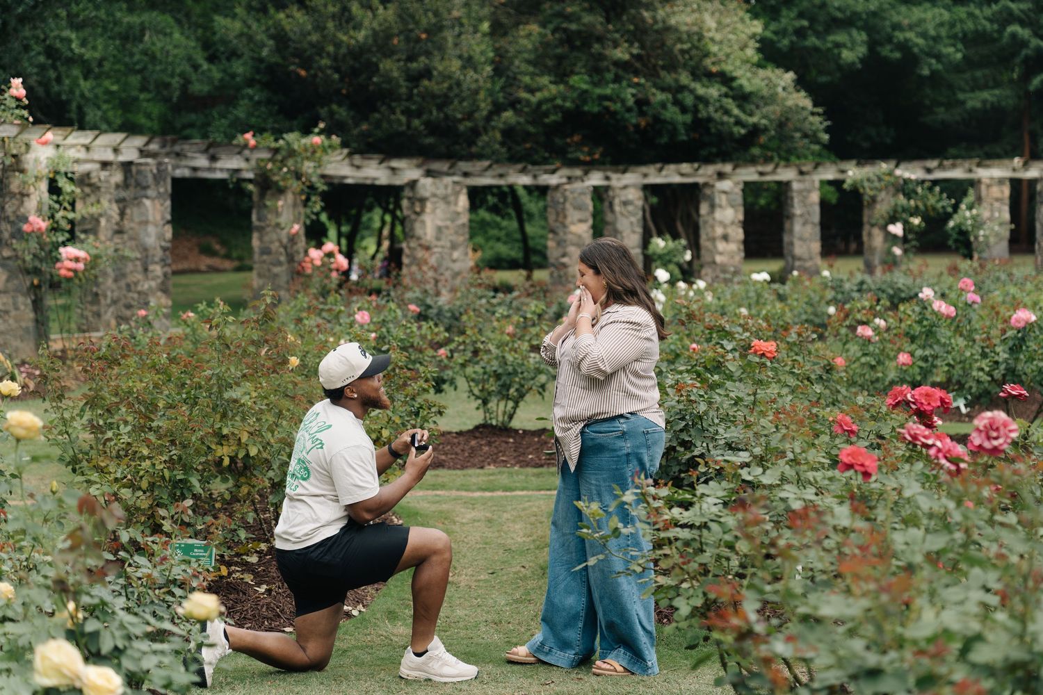 Man proposes on one knee to woman in a colorful rose garden with stone pergola backdrop.