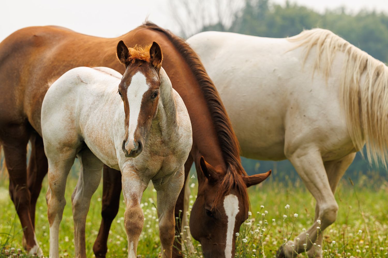 Three horses, brown, white, and palomino, graze peacefully together in a lush green meadow.