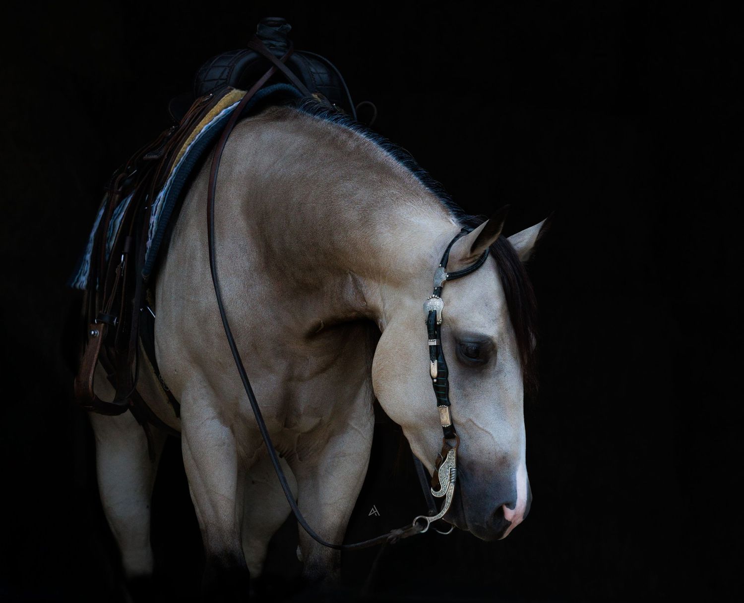 Buckskin Quarter horse posing against a dark black background with a black exotic headstall and a soft expression, western tack sale horse