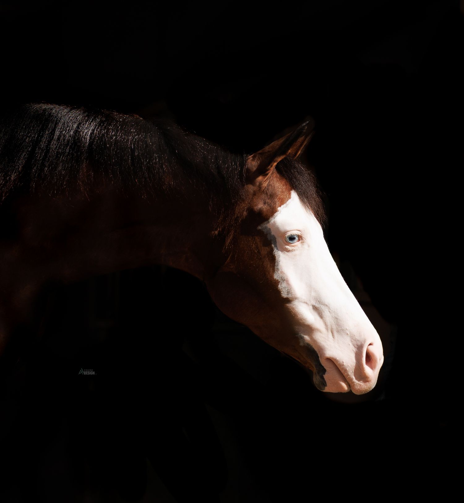 A striking brown and white horse with a blaze marking photographed against a dramatic black background.