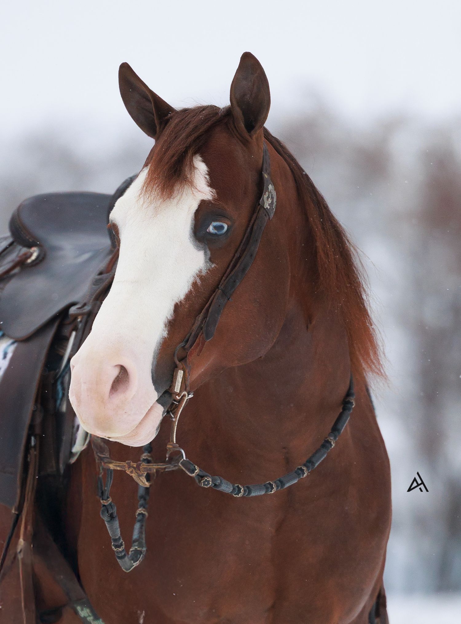 A chestnut horse with a white blaze and blue eye wearing a bridle and saddle stands in a snowy winter landscape.