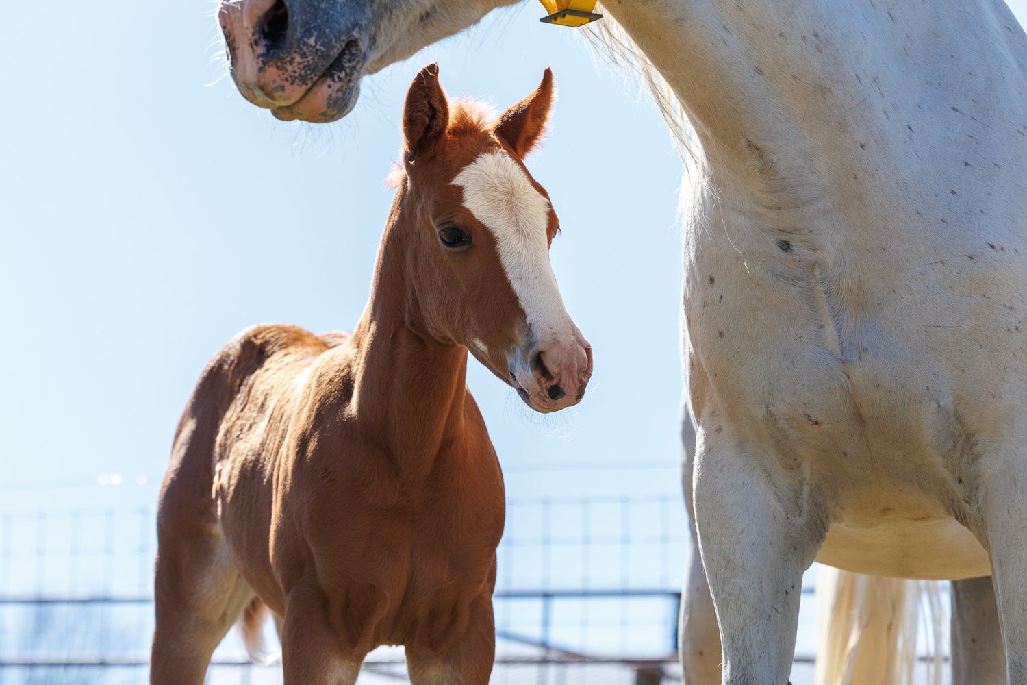 A young chestnut foal stands beside a white adult horse in a sunny outdoor paddock.