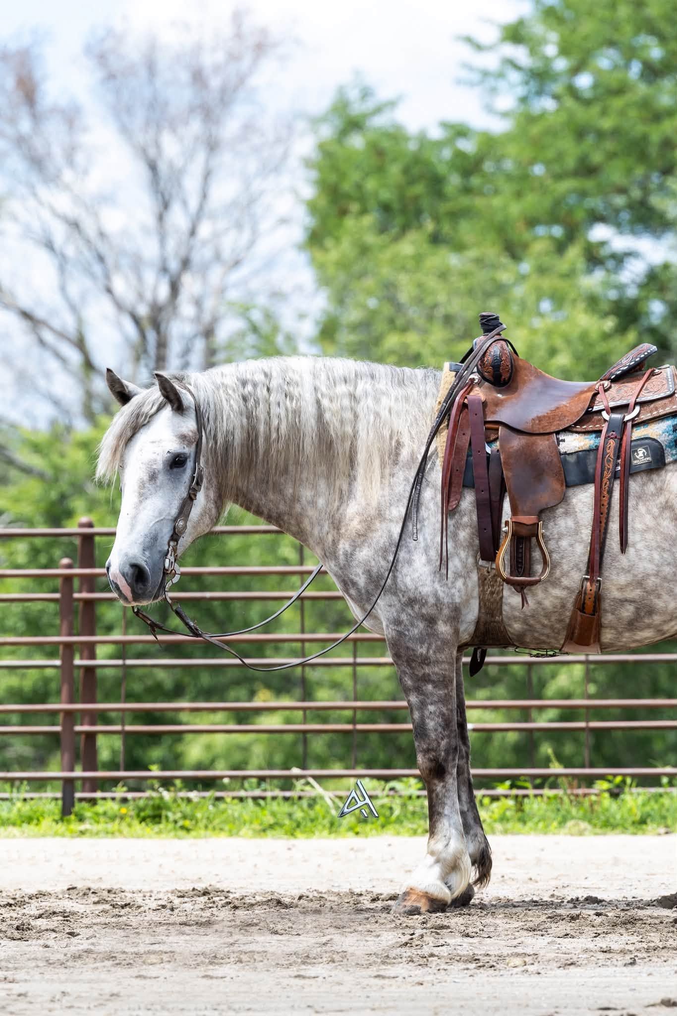 Dapple gray horse with Western saddle and bridle standing in sandy paddock with green trees in background.
