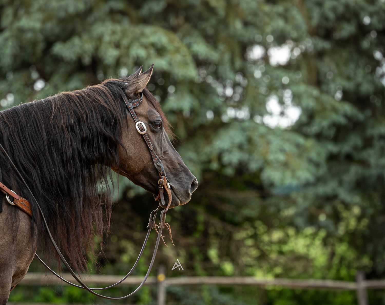 Dark brown horse with bridle standing in profile against lush green trees in an outdoor paddock.
