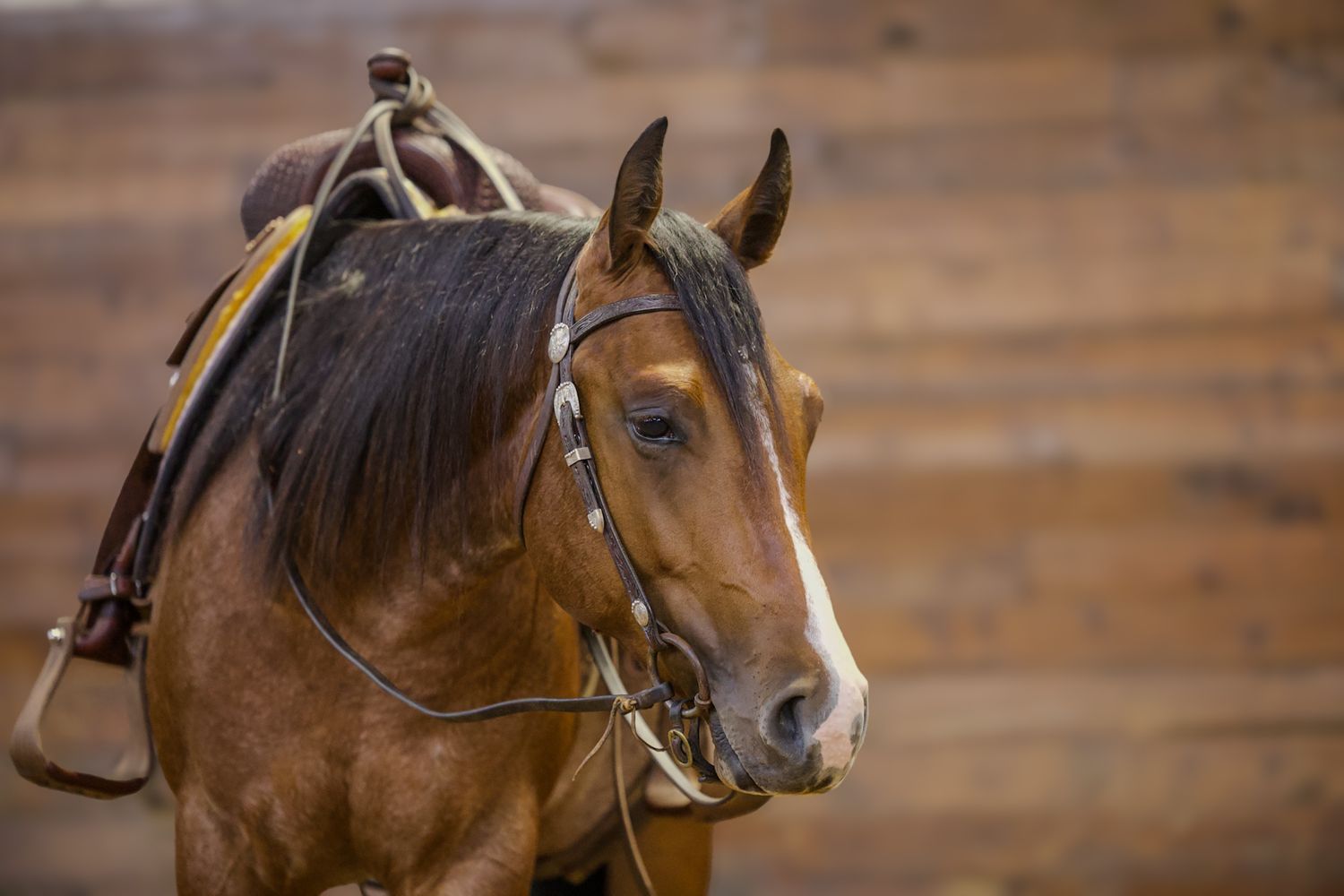A saddled bay horse wearing a bridle stands in front of a wooden wall, showcasing its elegant profile.