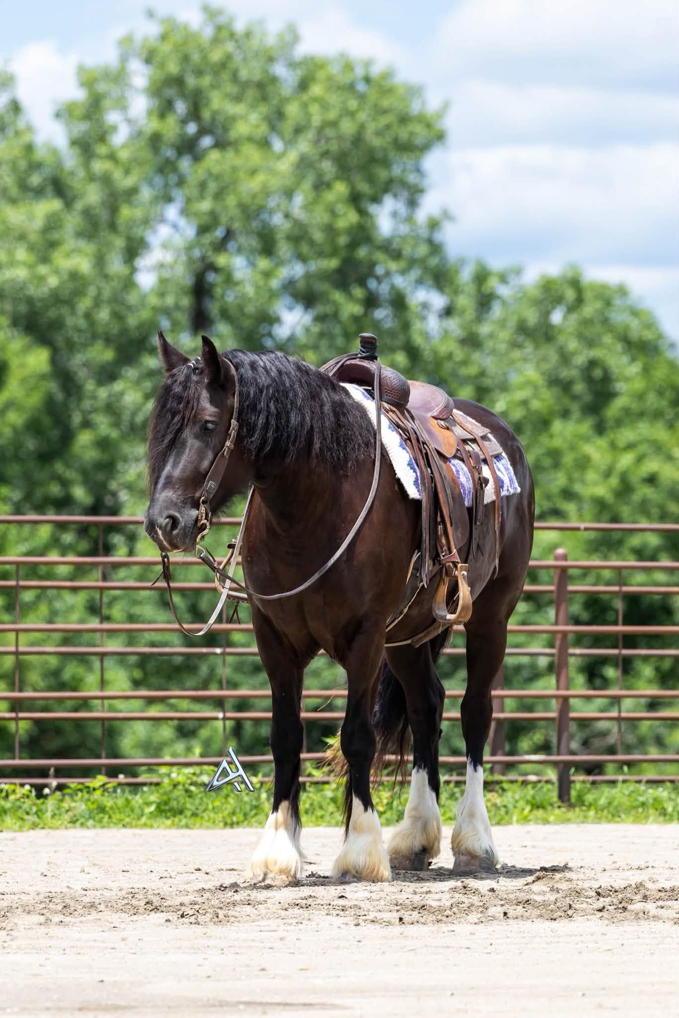 A dark brown horse with white markings stands saddled in a sandy arena with green trees in the background.