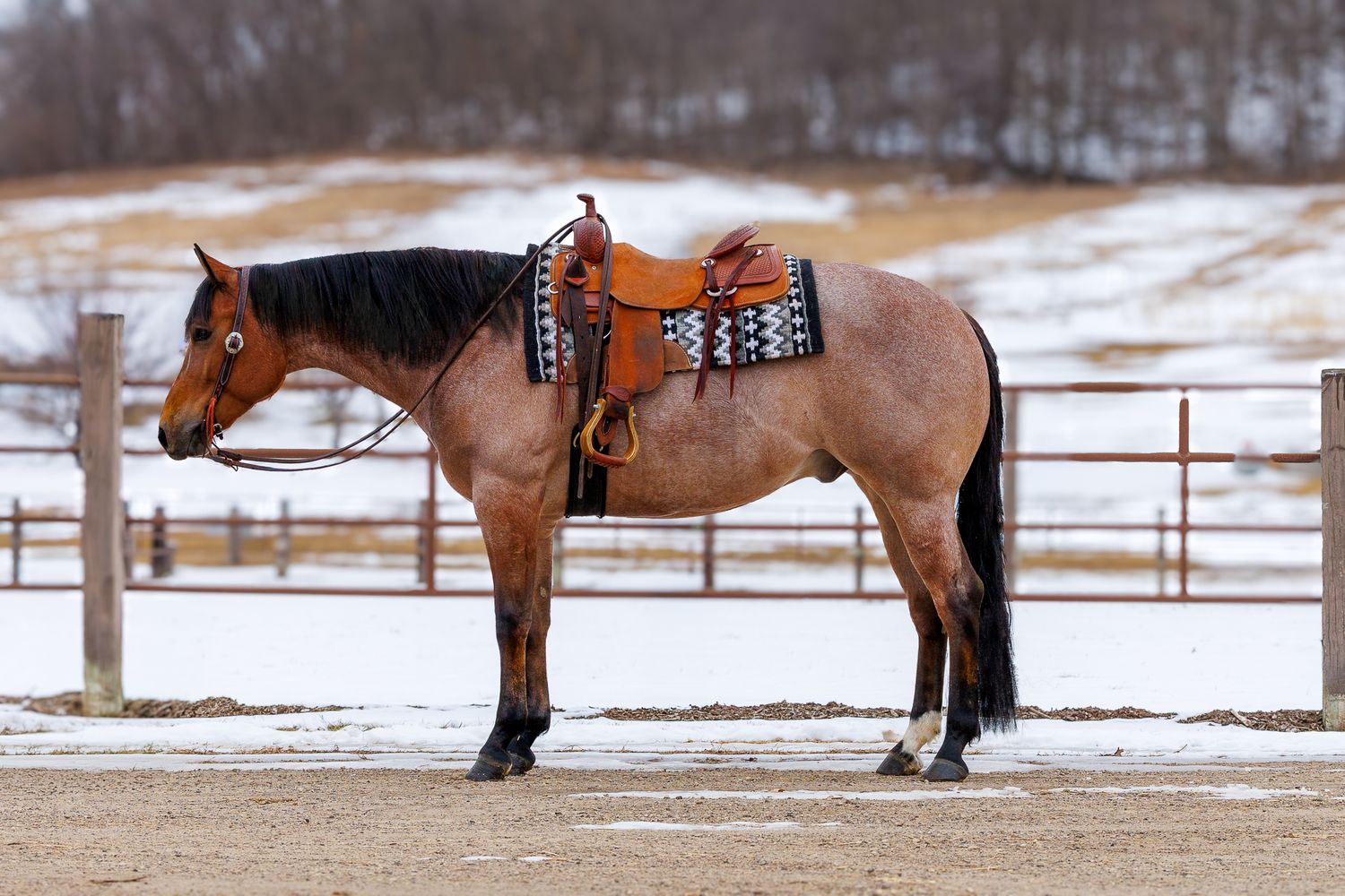 A saddled buckskin horse stands in a snowy outdoor arena with wooden fencing in winter.