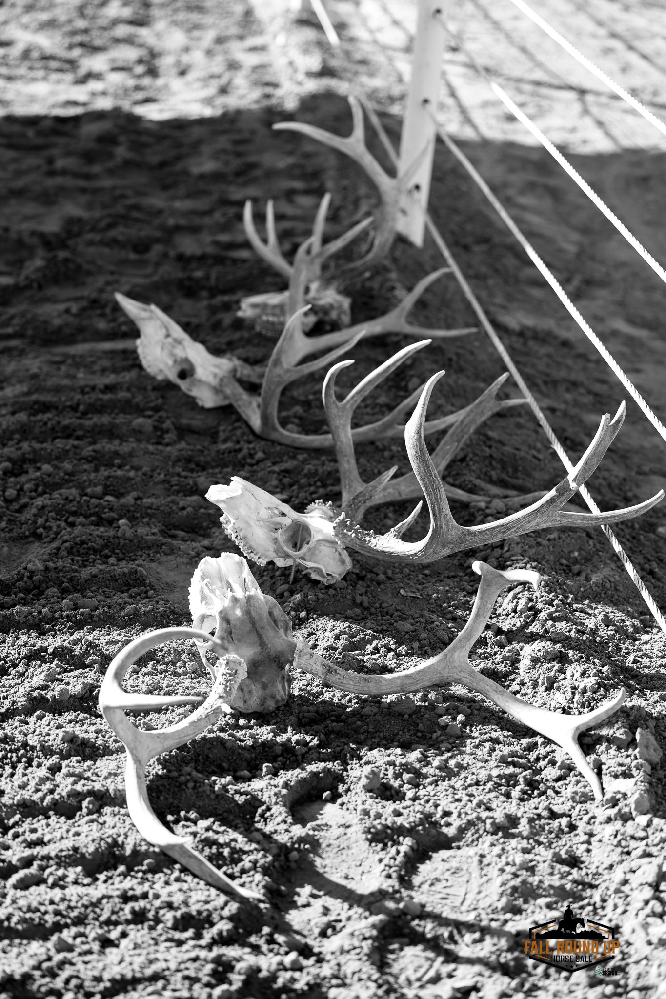 Black and white photo of multiple deer skull antlers arranged in a row on sandy ground outdoors.