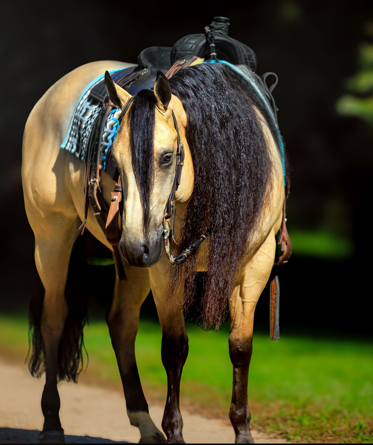Buckskin horse with long black mane wearing decorative turquoise saddle and bridle standing on a sunlit path.