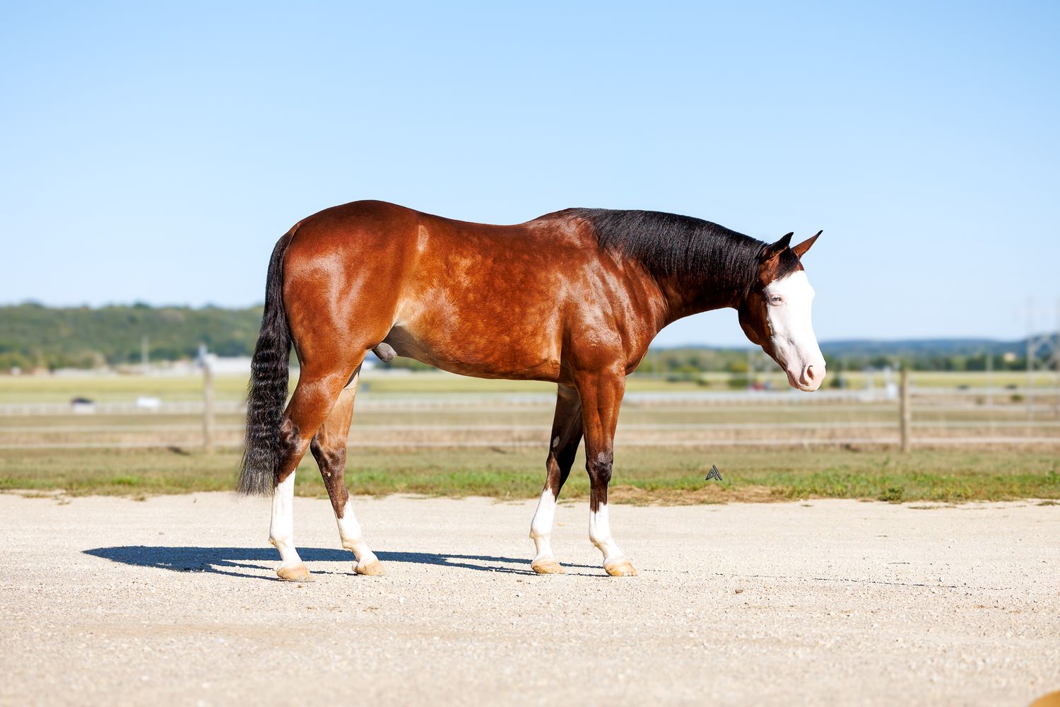 A chestnut bay horse with white markings stands on a gravel path in a sunny outdoor ranch setting.
