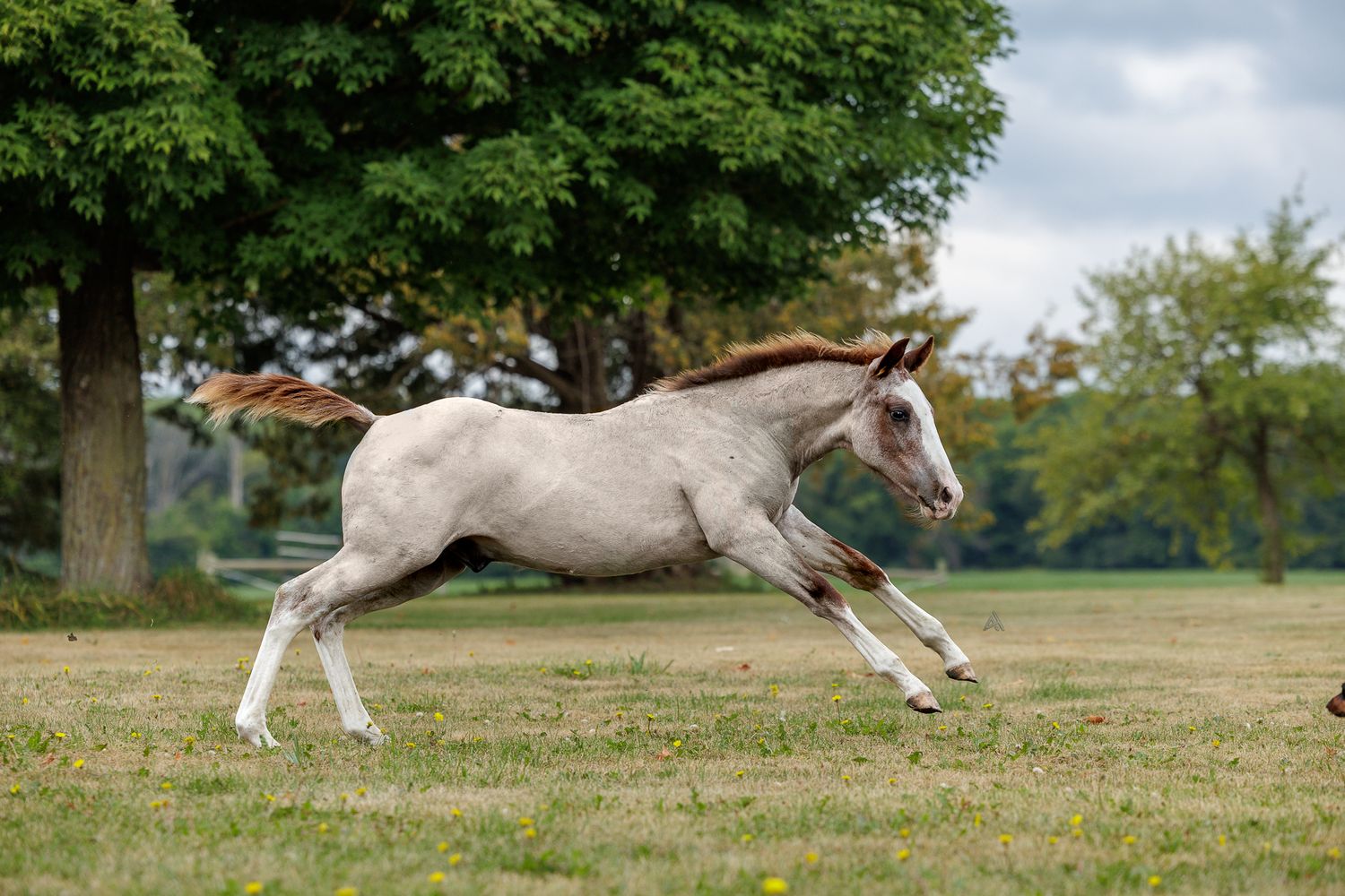A young pinto foal gallops freely across a green pasture with large trees in the background.