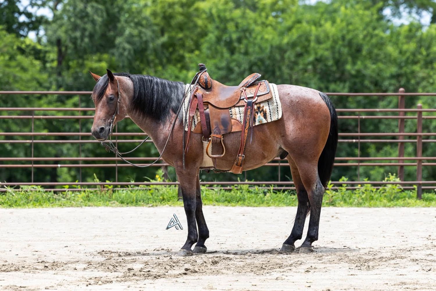 Bay horse with western saddle standing in sandy arena surrounded by green trees.