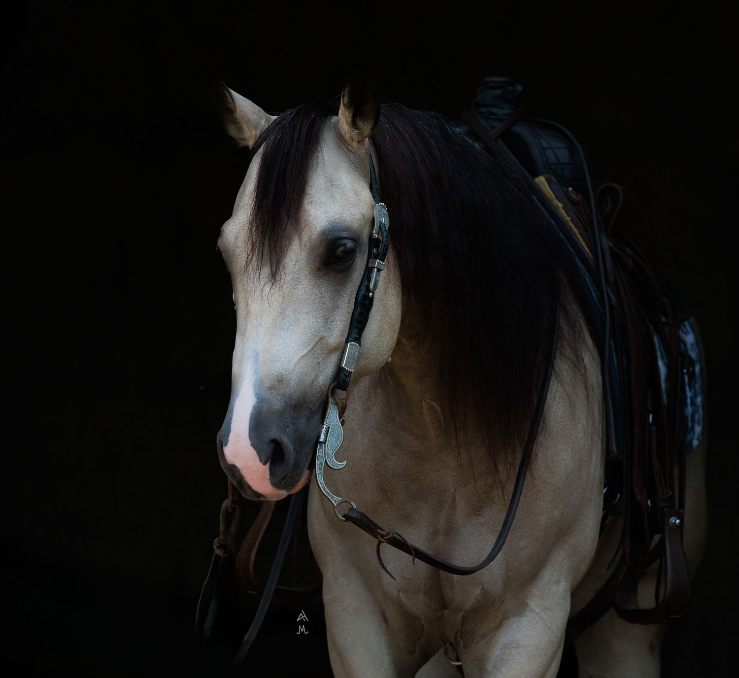 A pale buckskin horse with dark mane wearing a black bridle and saddle against a dark background.