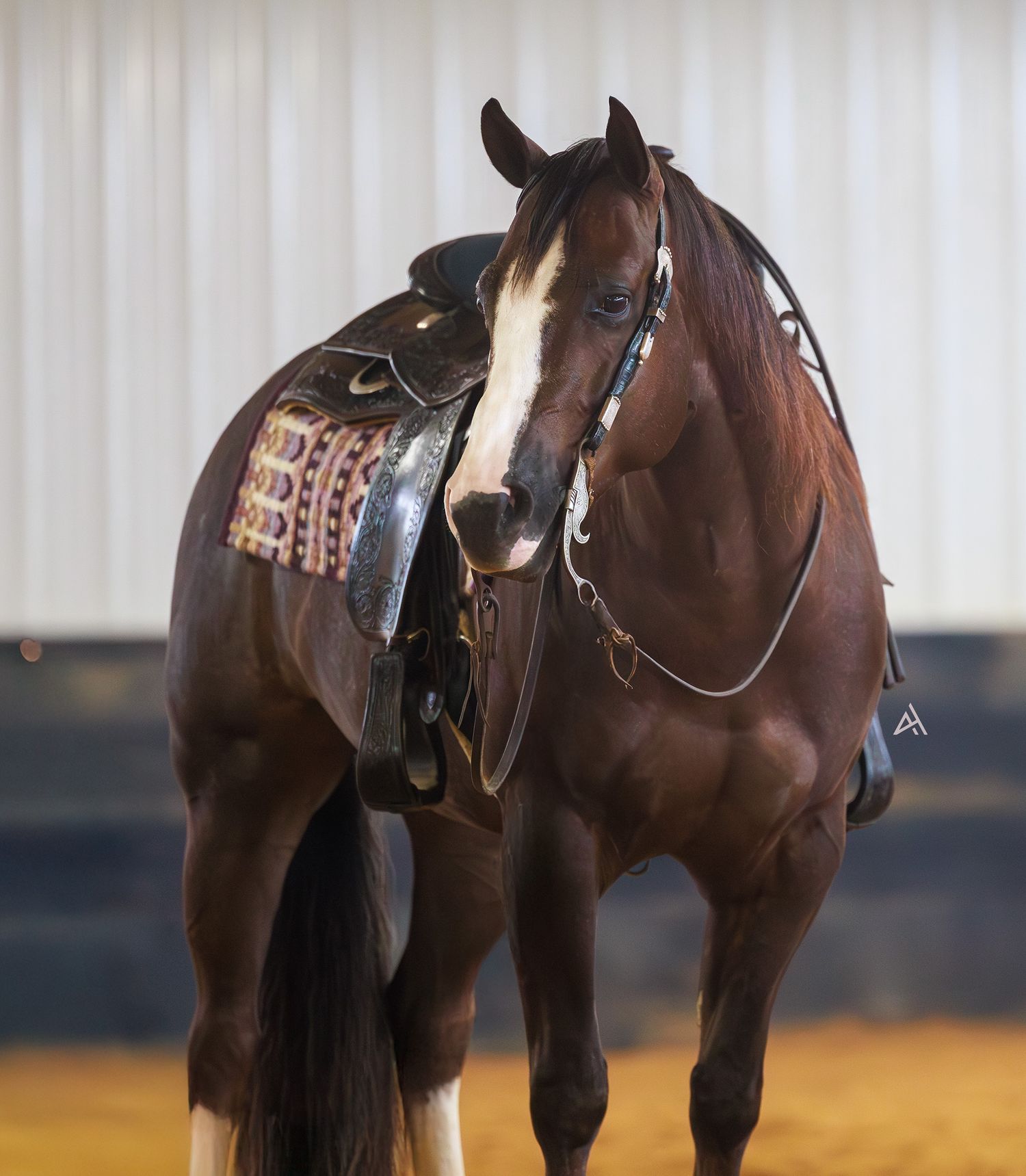 A saddled chestnut horse with a white blaze stands in an indoor arena wearing Western tack and decorative pad.