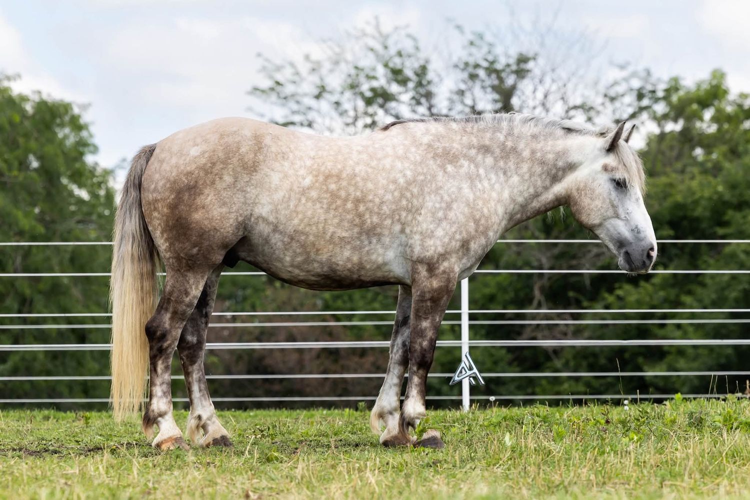 Dapple gray horse standing in a green pasture behind a metal fence with trees in the background.