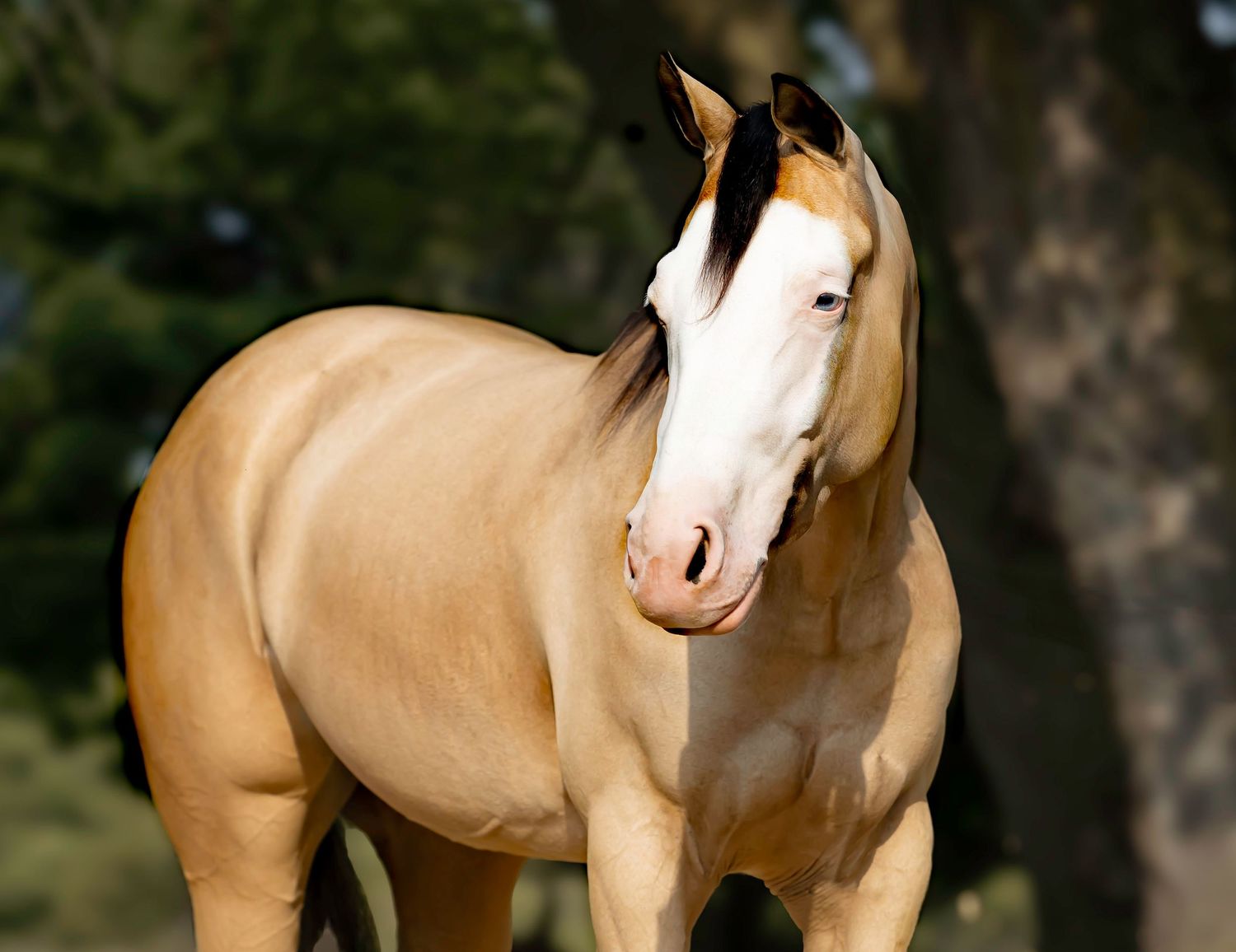 A stunning buckskin horse with a white blaze stands outdoors, showcasing its golden coat and muscular build.