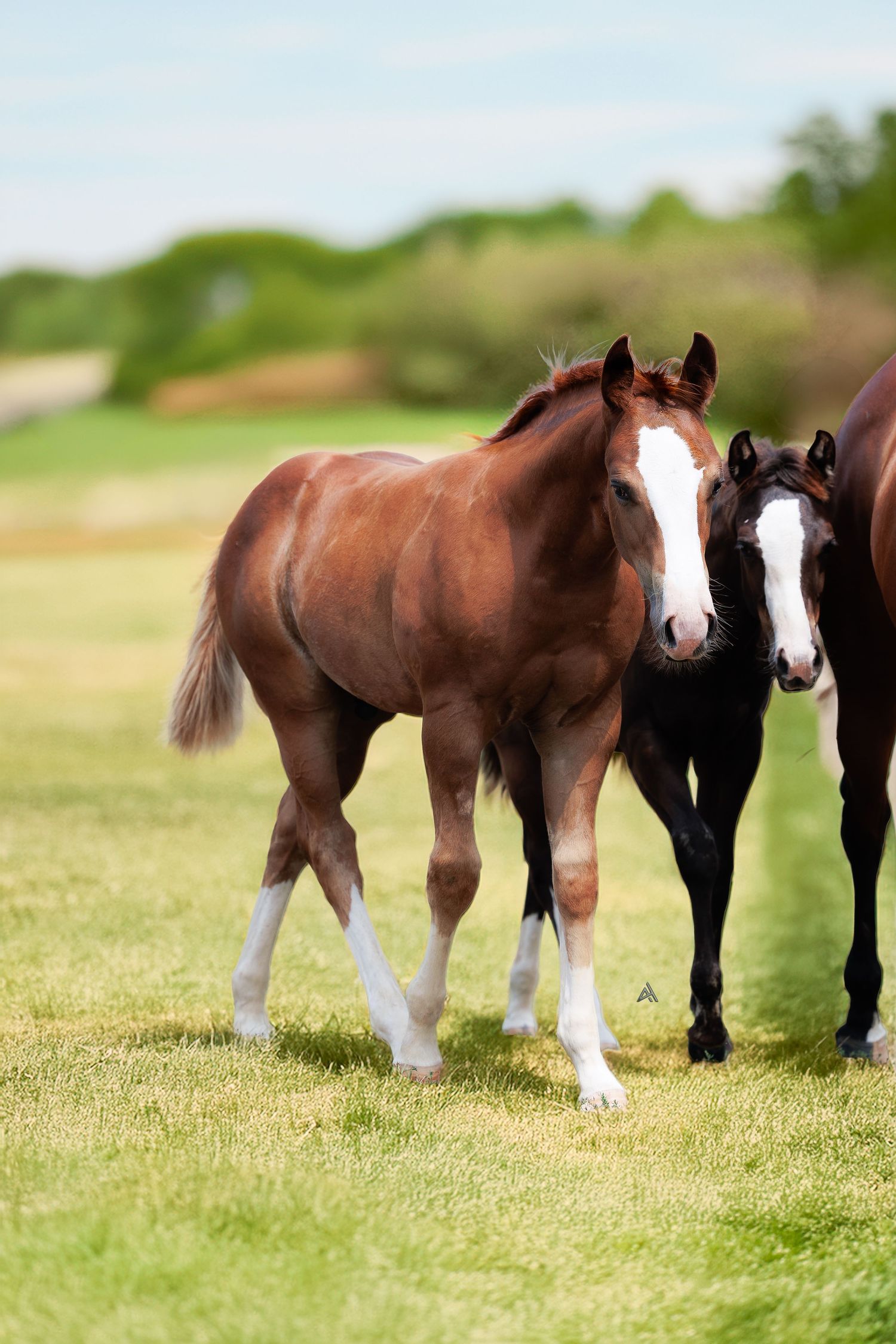 Two young foals, one chestnut and one black, walk together on a lush green pasture under a clear blue sky.