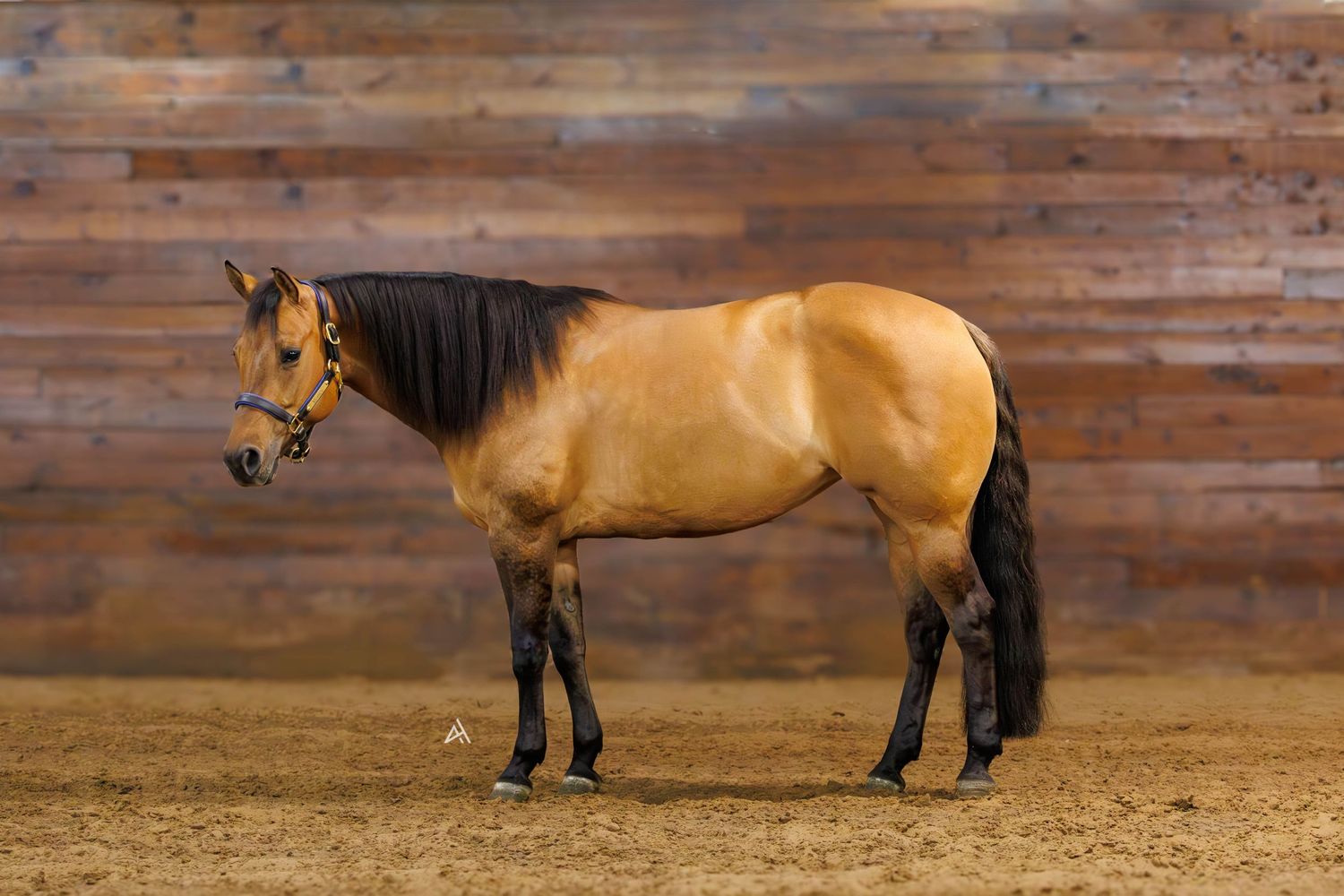 A buckskin horse with black mane and tail stands calmly in a sandy indoor arena against a rustic wooden wall.