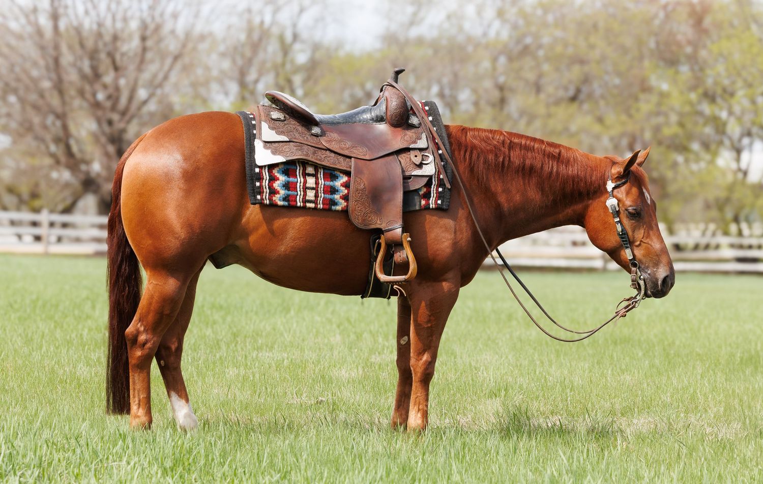A chestnut horse with a Western saddle and bridle stands on green grass near a white fence.